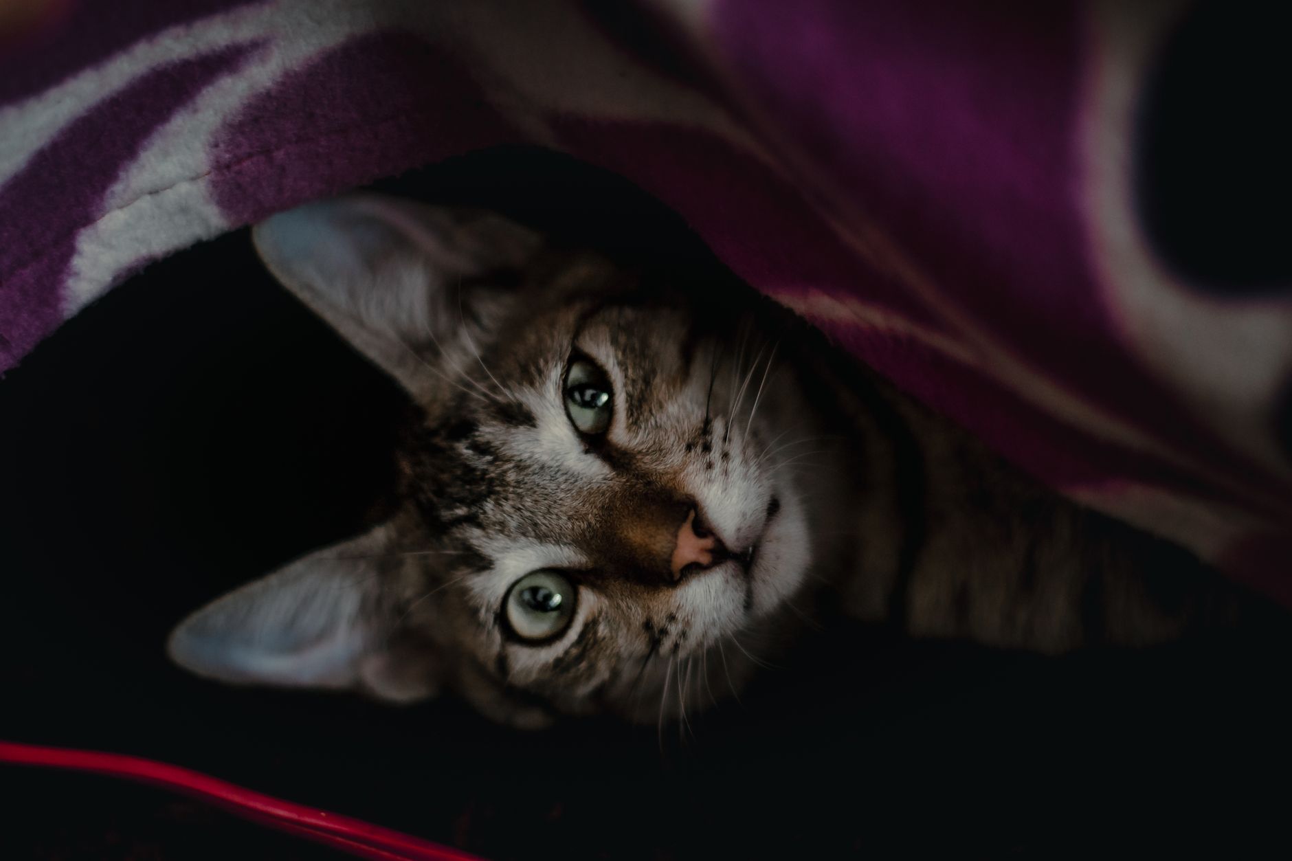 tabby cat peeking out of mesh pet carrier under airplane seat