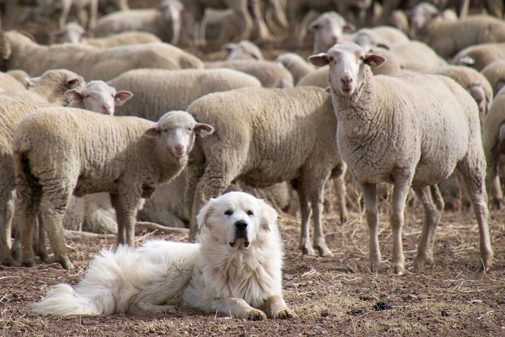 Bringing a Dog Into the United States: CDC and USDA APHIS Rules Explained (2026)