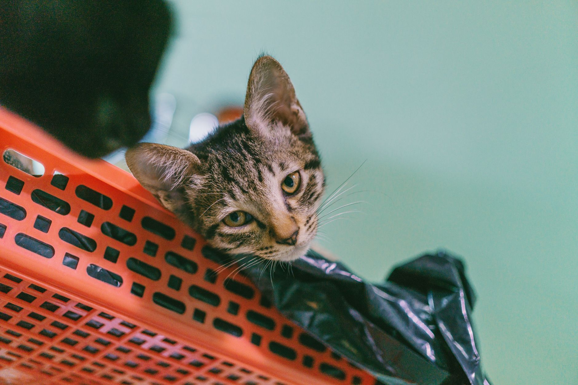 orange tabby cat hard plastic kennel car backseat
