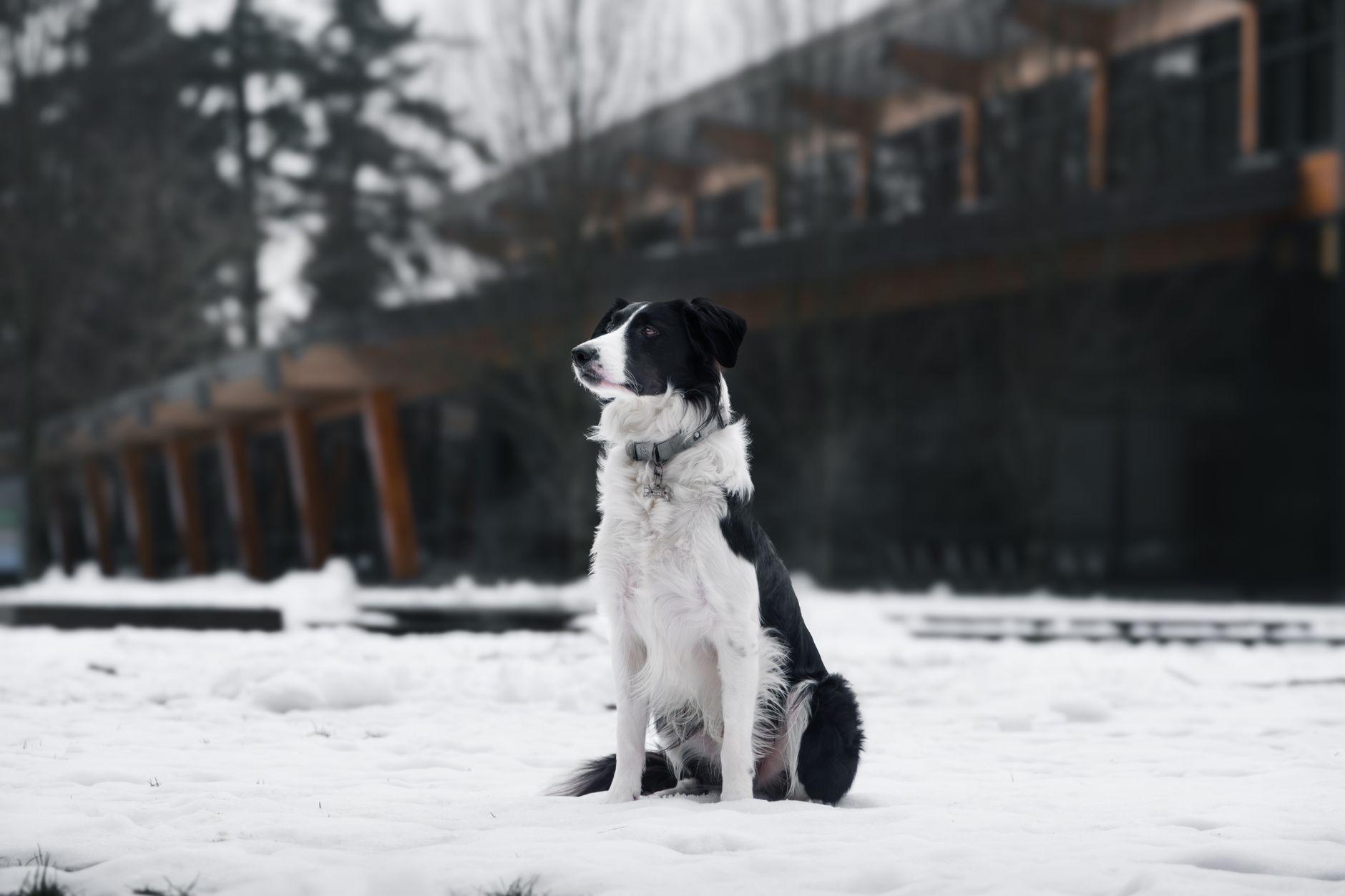 How to Take a Dog to Canada From the US: USDA, APHIS, CFIA, and CDC Forms
