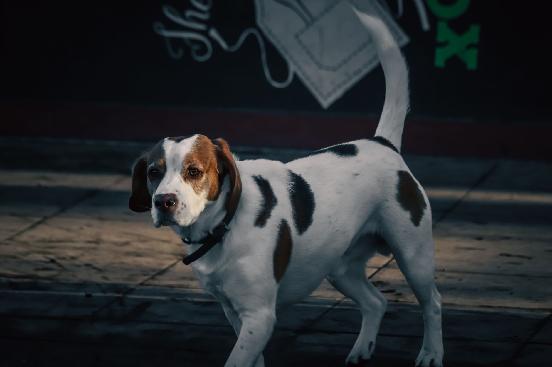 beagle dog carried in shoulder pet carrier city sidewalk