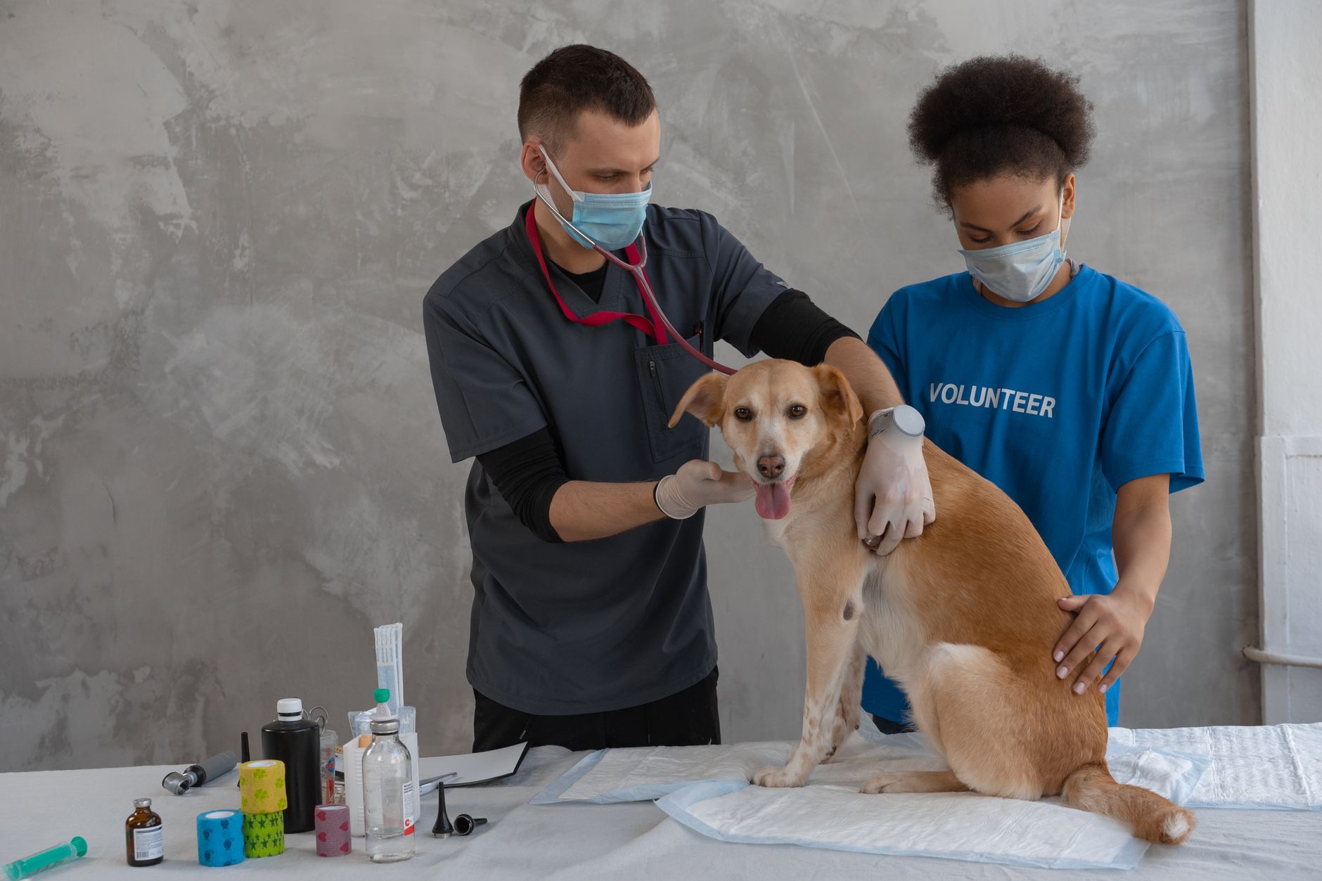 golden retriever puppy veterinary clinic microchip appointment