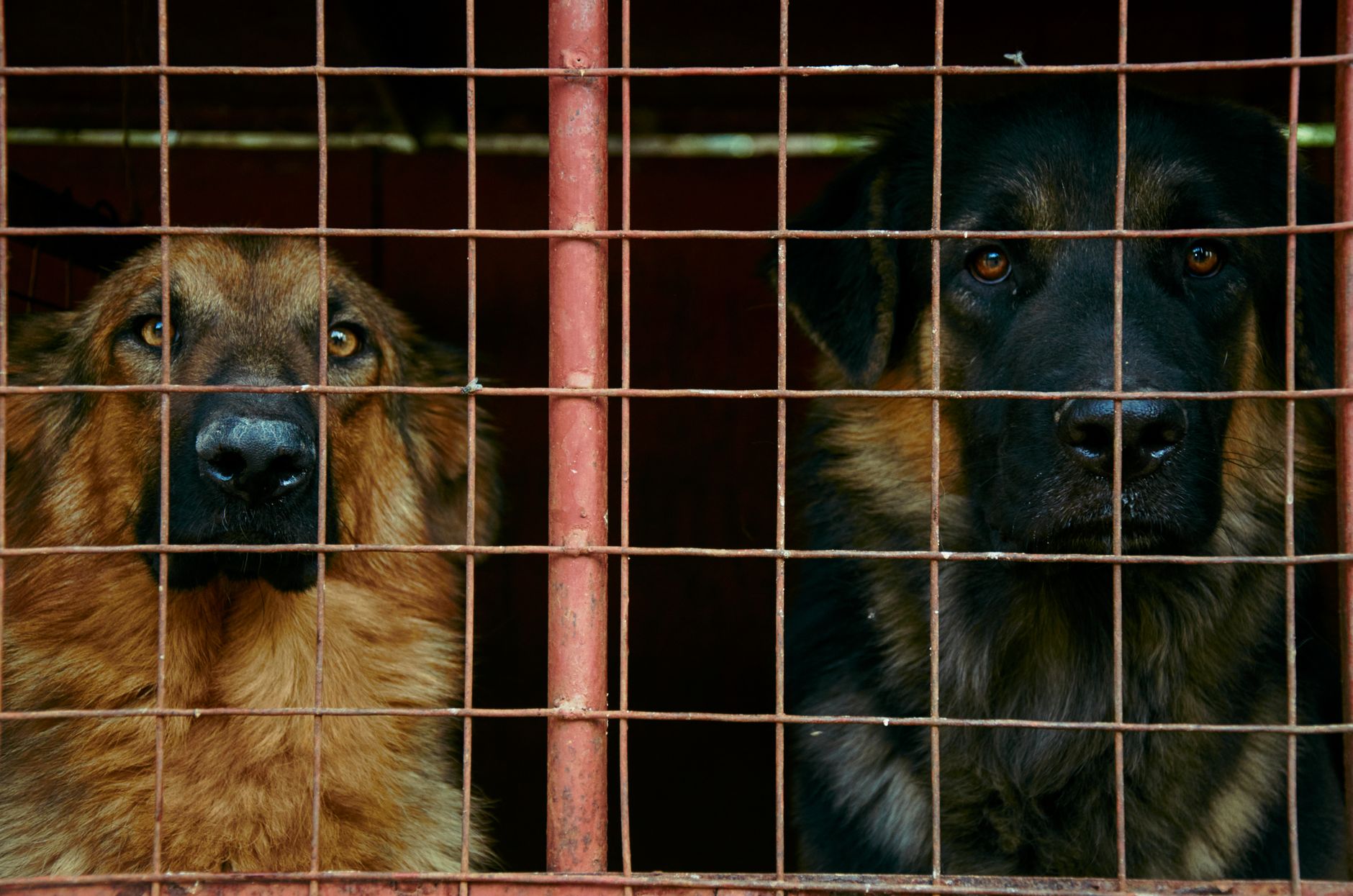rigid plastic dog cargo kennel with metal door at airport check-in