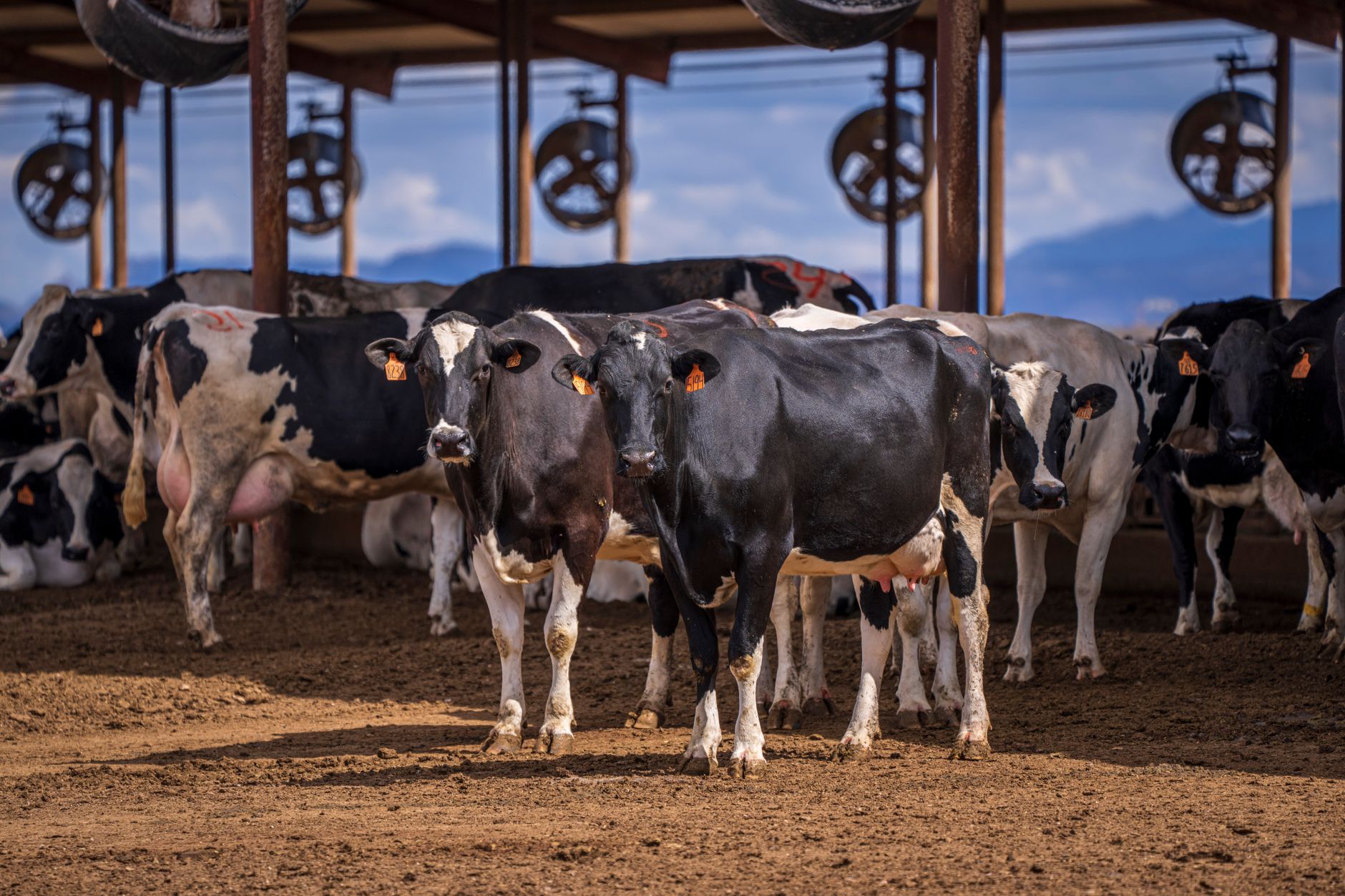 livestock farm herd