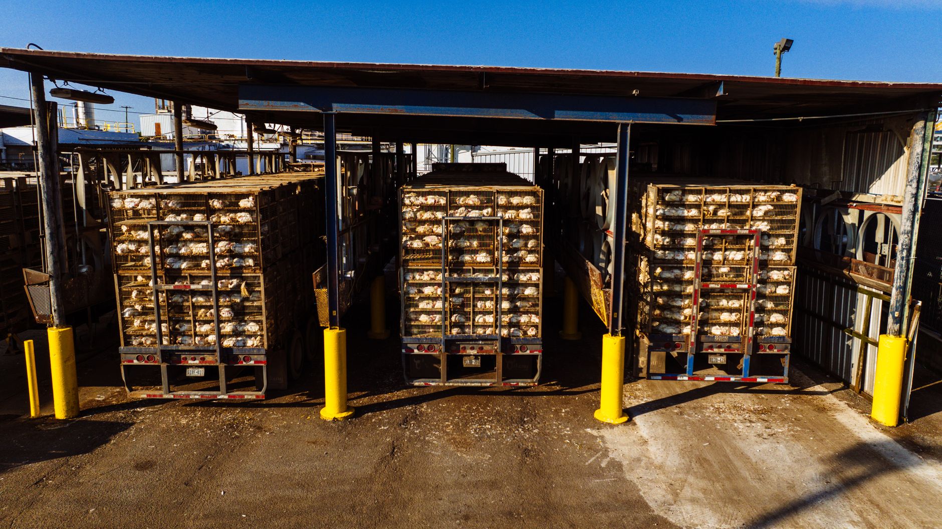 veterinary officers inspecting livestock crates at airport cargo quarantine bay