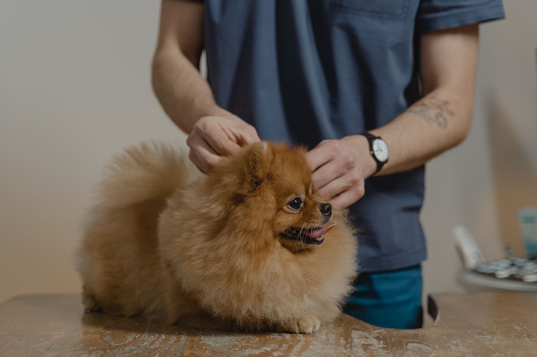 Puppy Passport: What It Means, EU Rules, and Buyer Red Flags (2026)