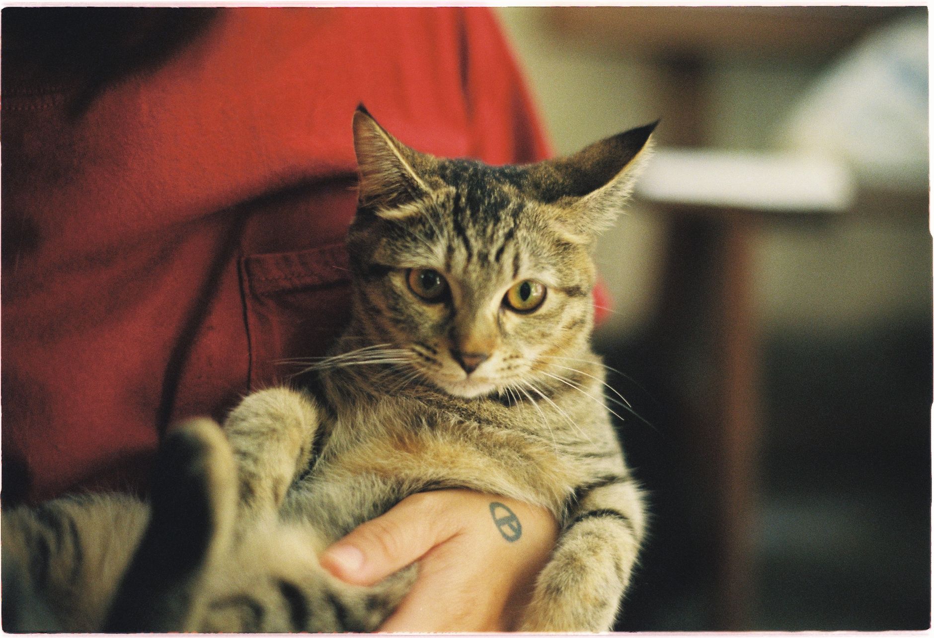 Cat Carrier for Flights: Airline Rules, Sizing, and TSA Screening Explained