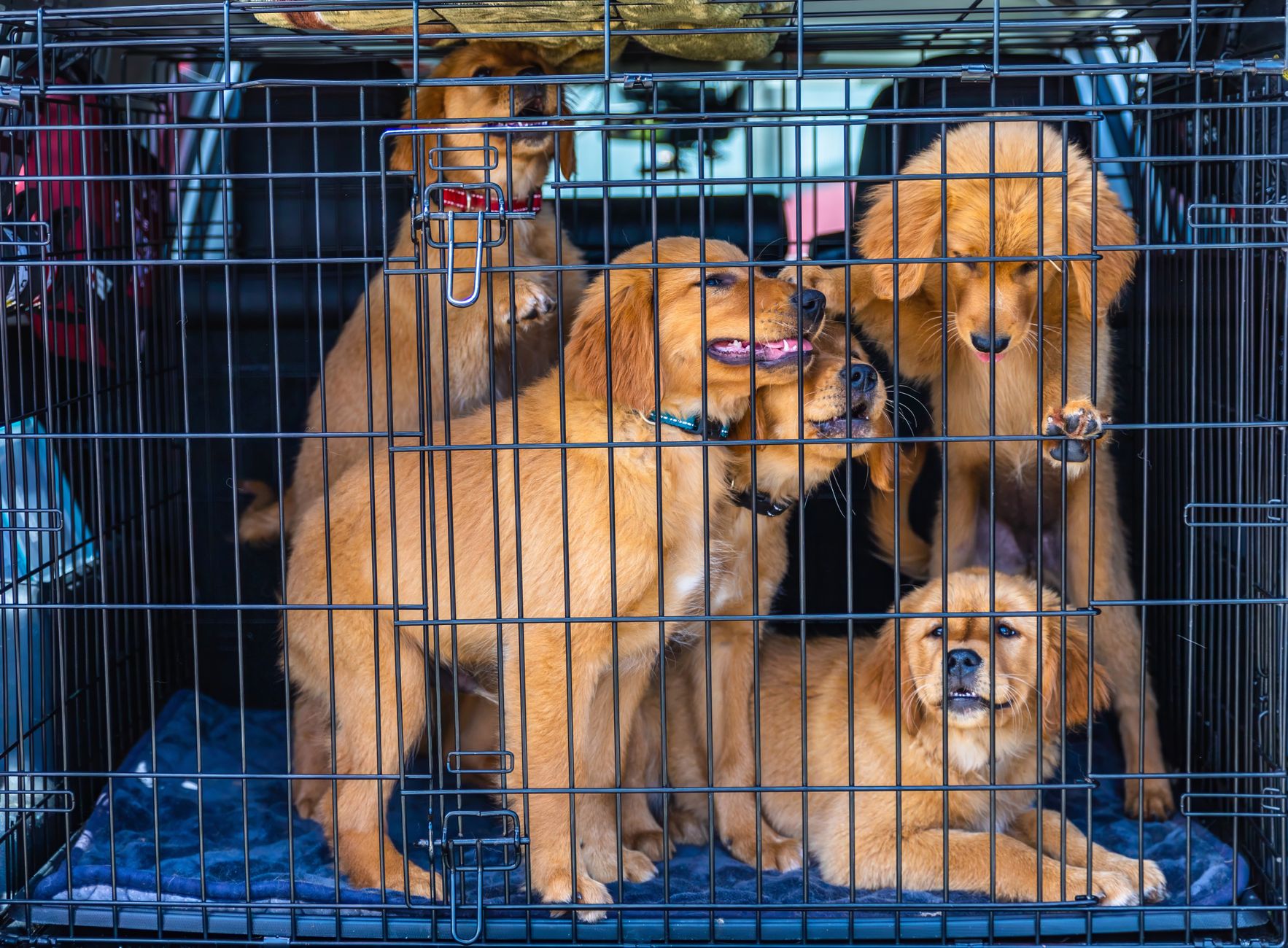 Can Dogs Have Passports? EU, US, and Airline Rules Explained (2026)