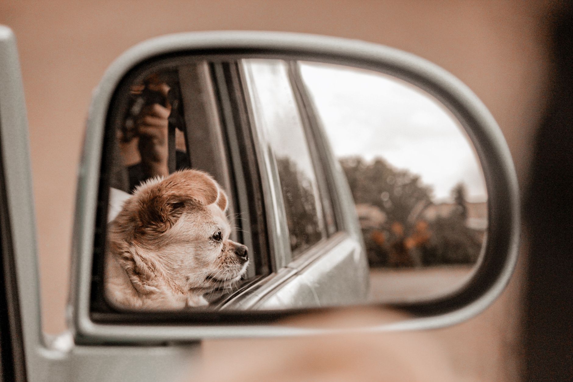 toy breed dog peeking from mesh ventilated travel carrier car backseat