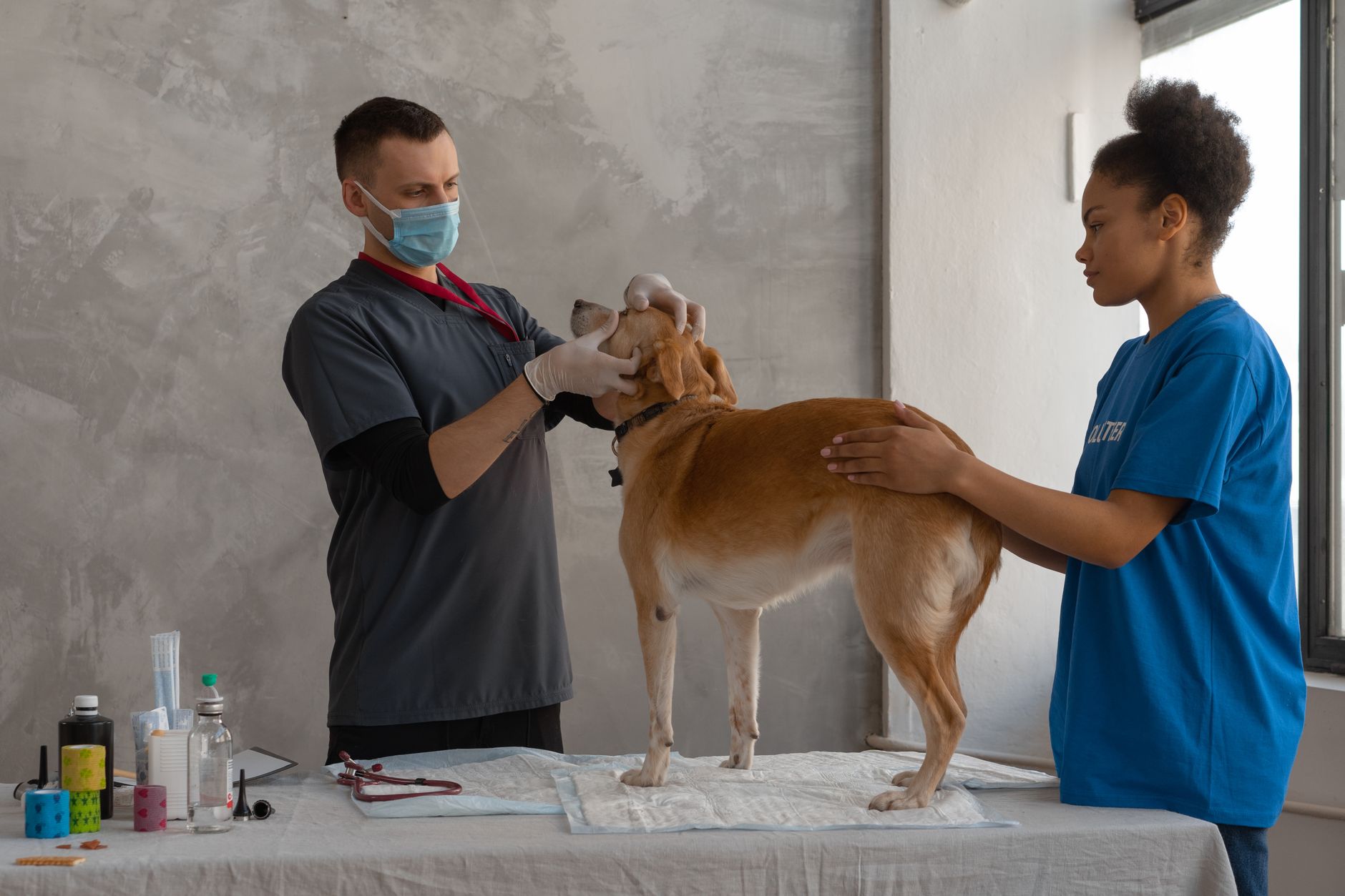 USDA Travel With Pets: Official APHIS Certificates, Fees, and CDC Forms