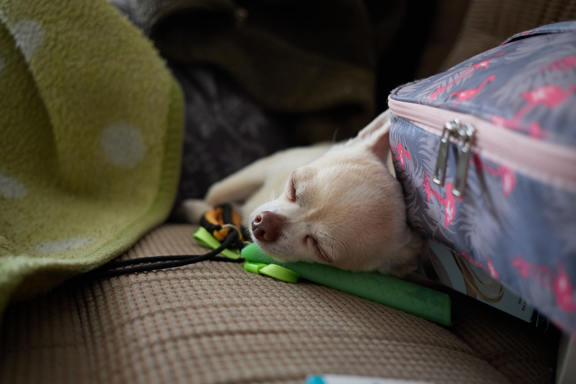 Southwest Dog Policy 2026: Fees, Carrier Rules & Requirements