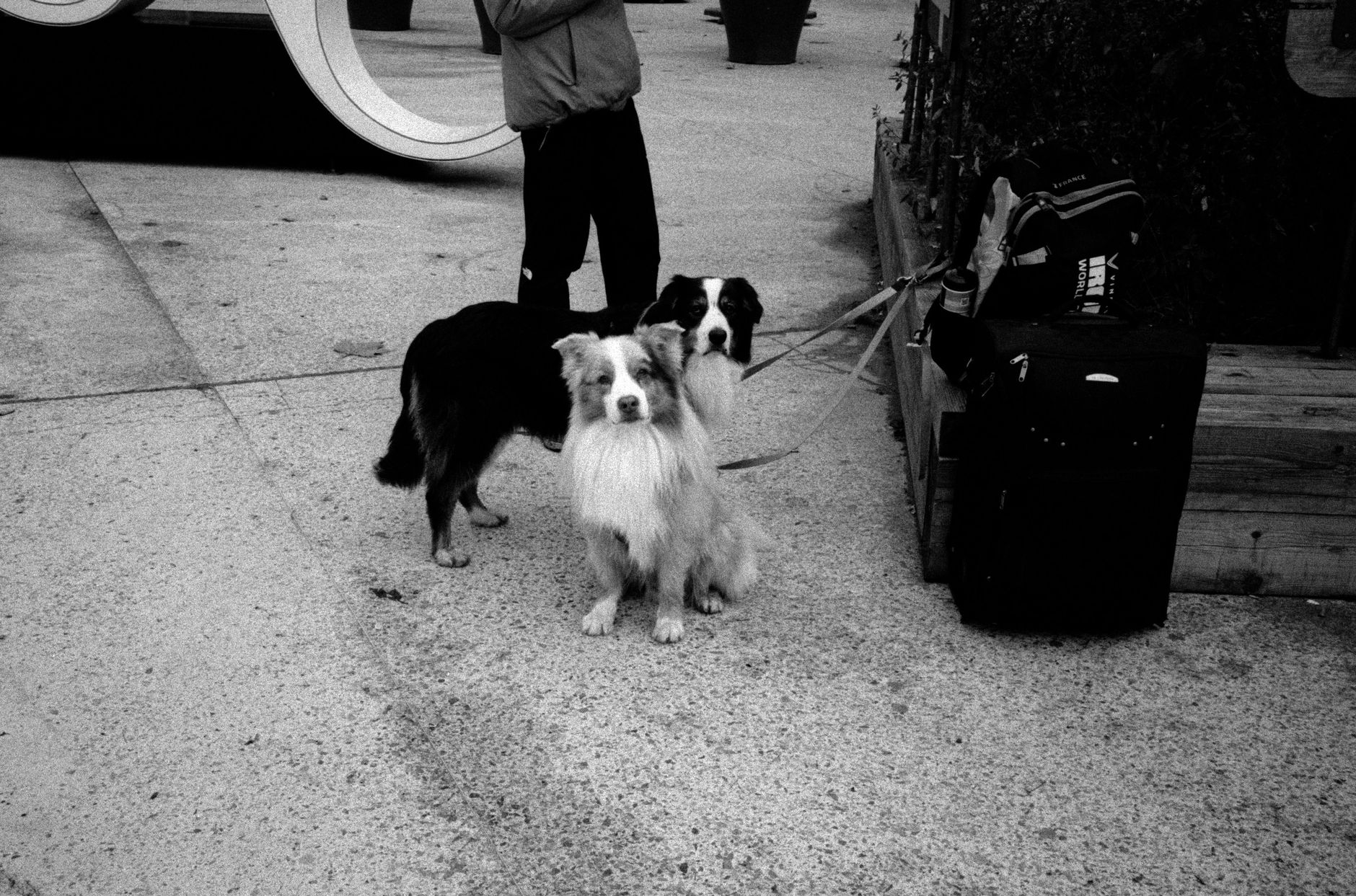 EU Dog Passport Explained: Rules, Documents and 2026 Changes