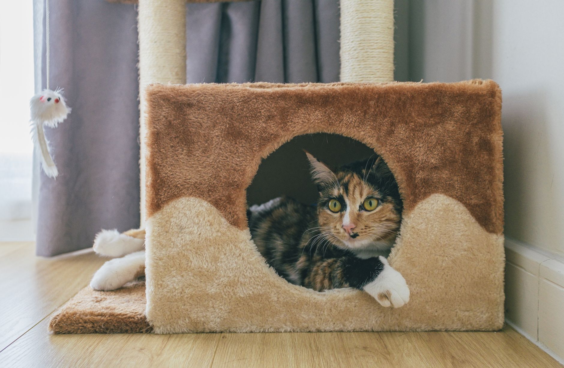 budget soft-sided cat carrier on living room floor