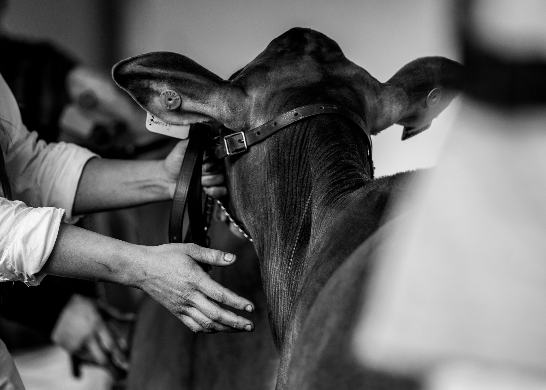 veterinarian cattle exam