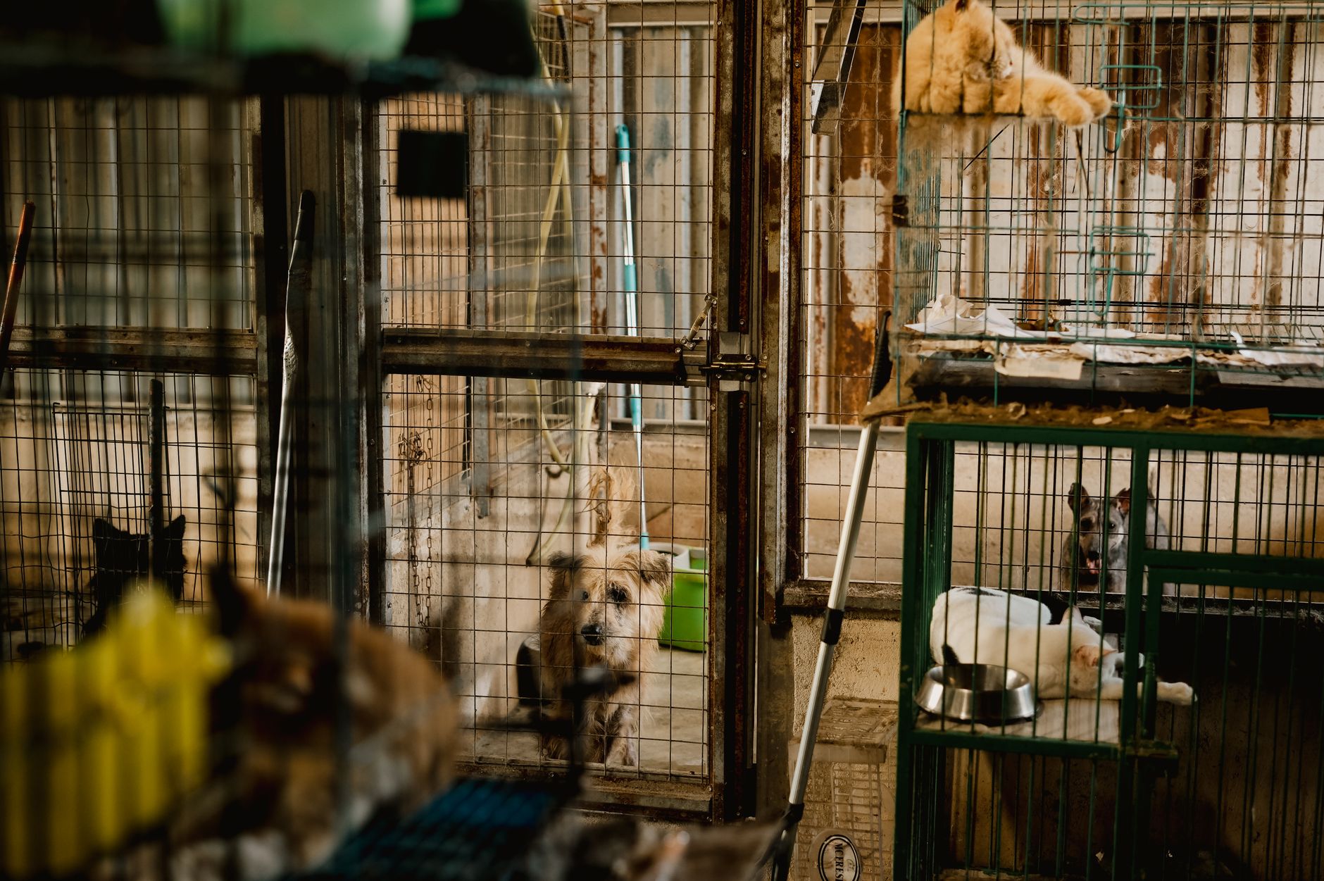 AA Pet Cargo: How American Airlines PetEmbark Works in 2026