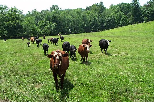 cattle ranch pasture