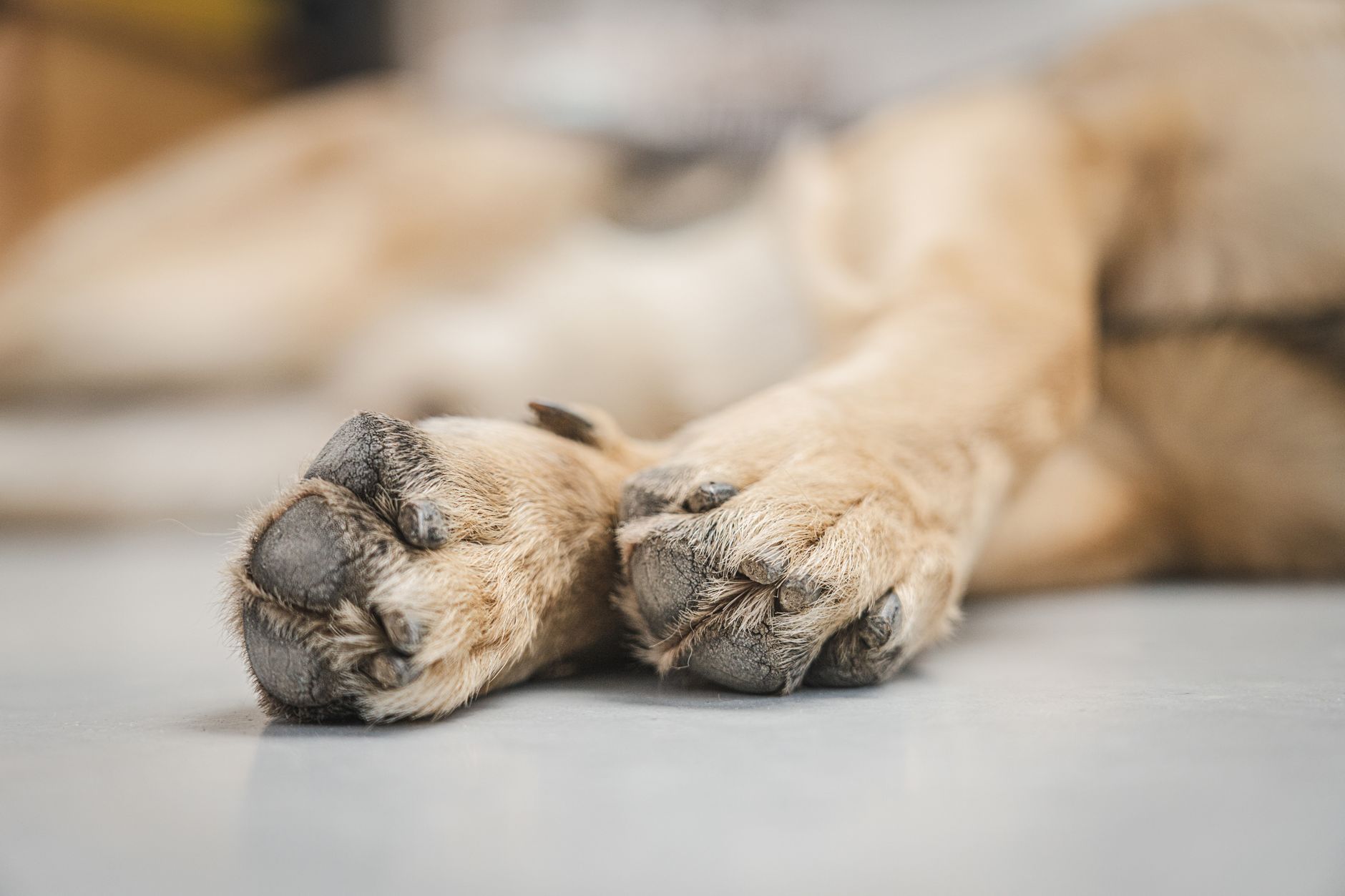 service dog in harness lying at feet of airplane passenger