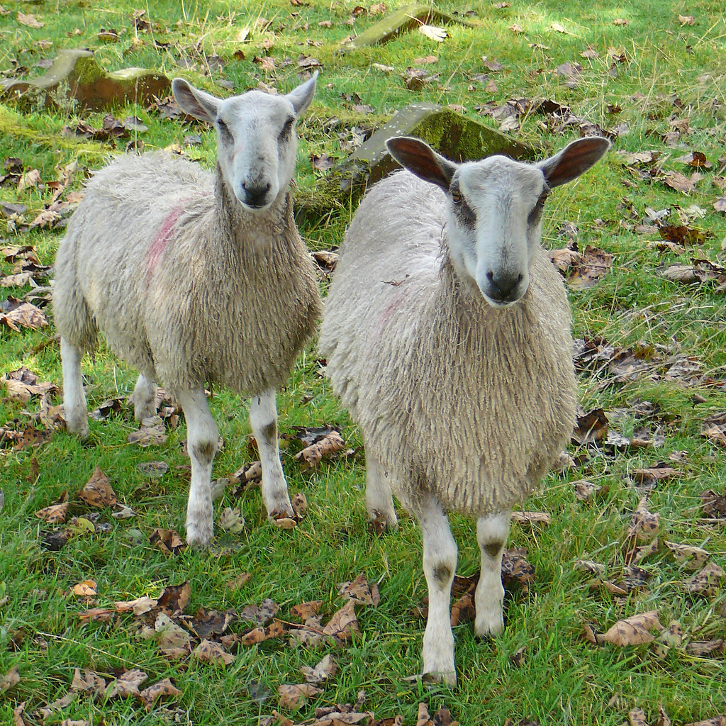 sheep goat farm field