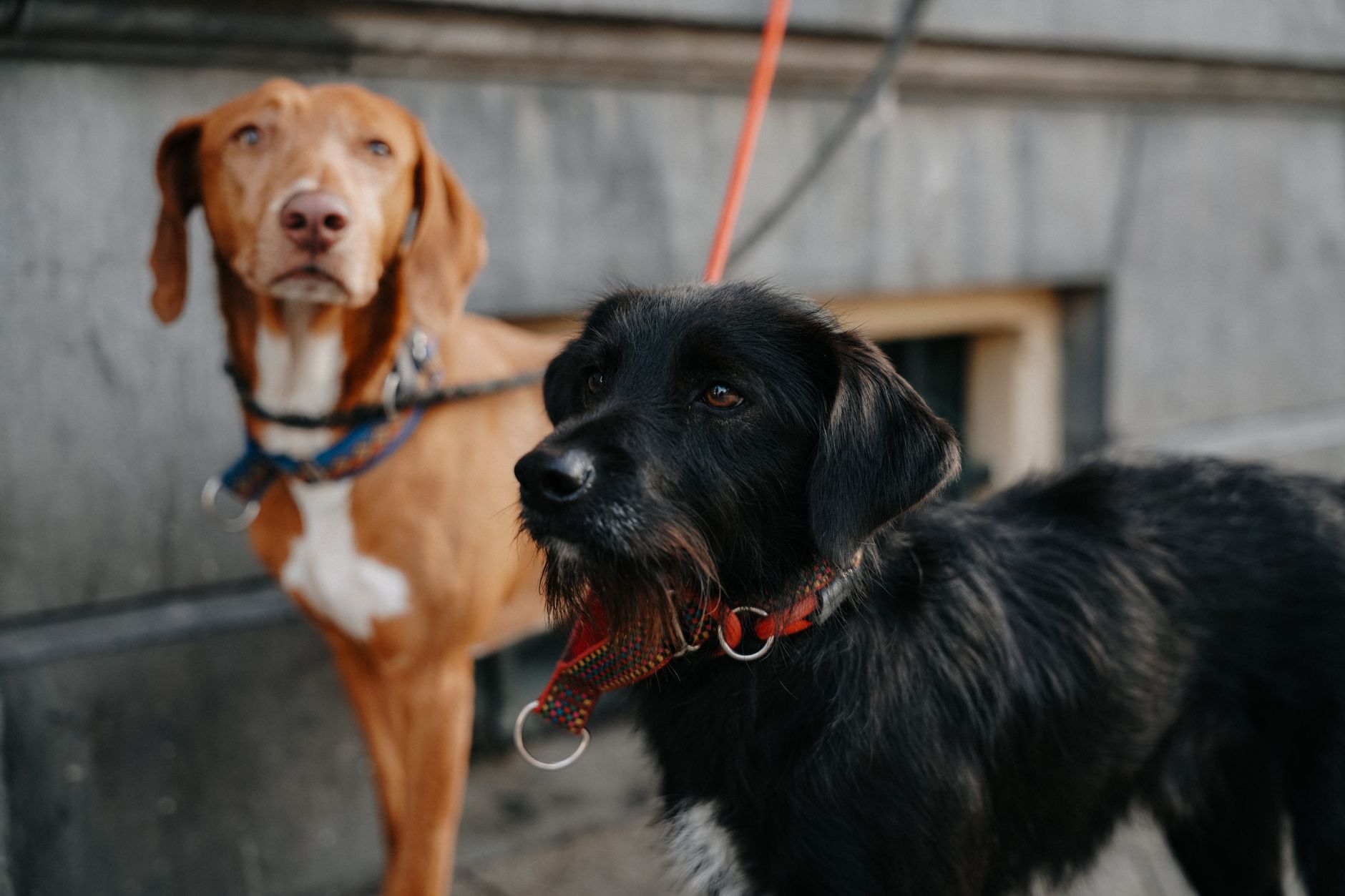 How to Get My Dog a Passport: Official Travel Steps Explained