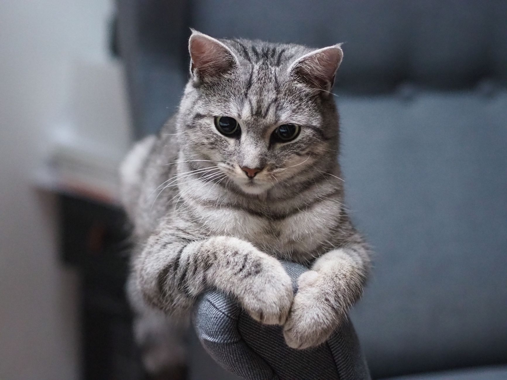 tabby cat inside soft sided airline cabin pet carrier under seat