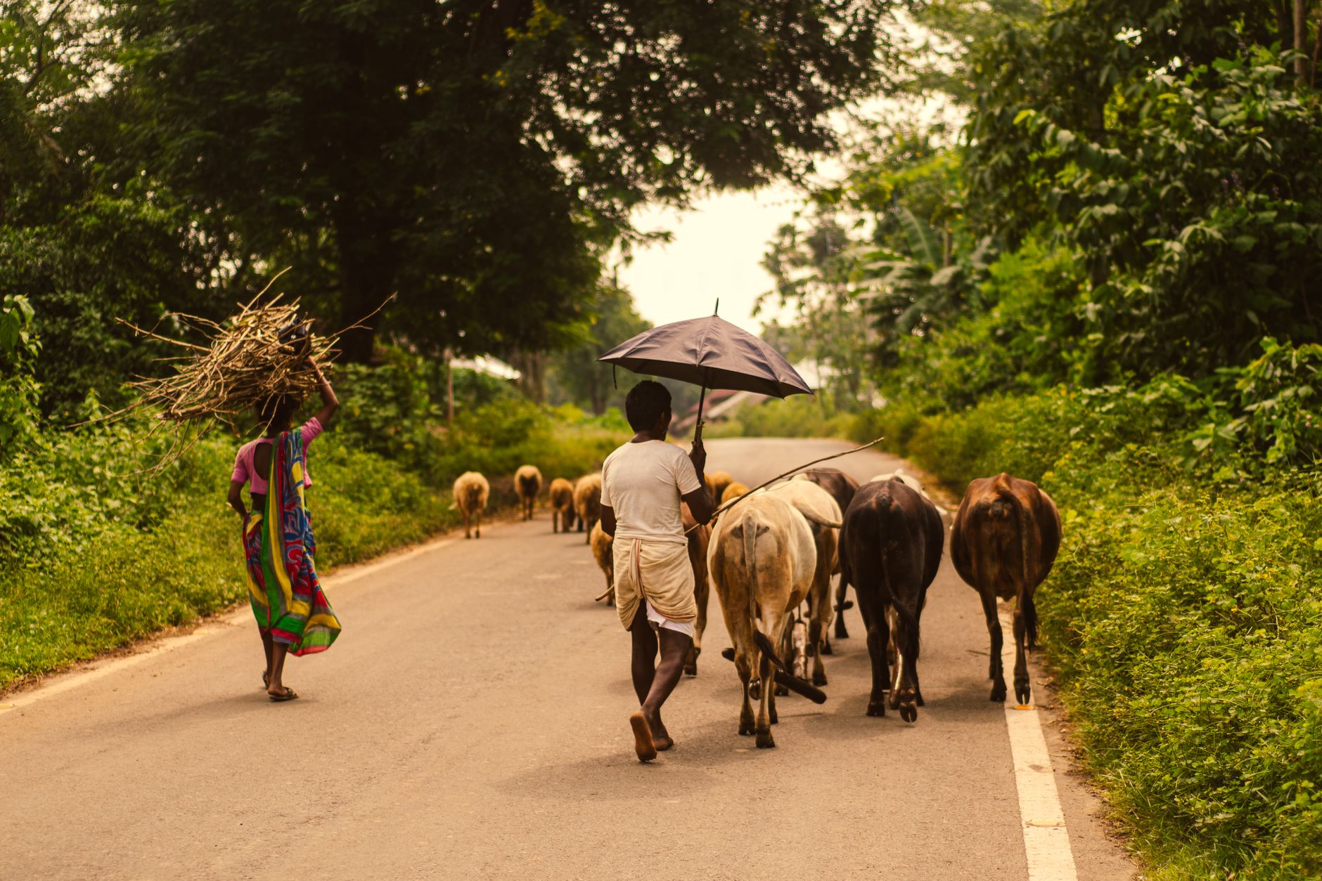 farmer with herd after storm