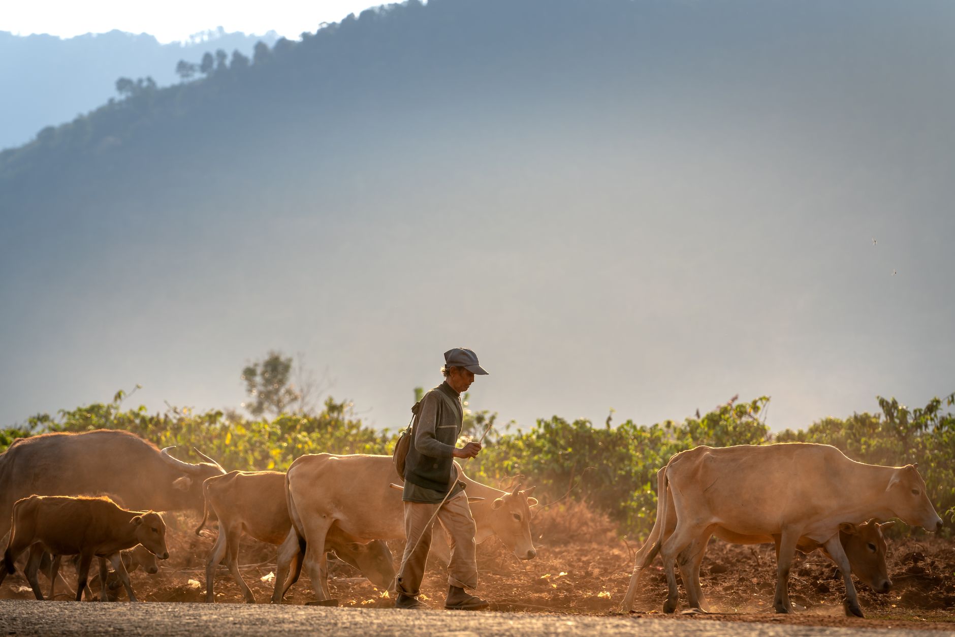 cattle herd farmer