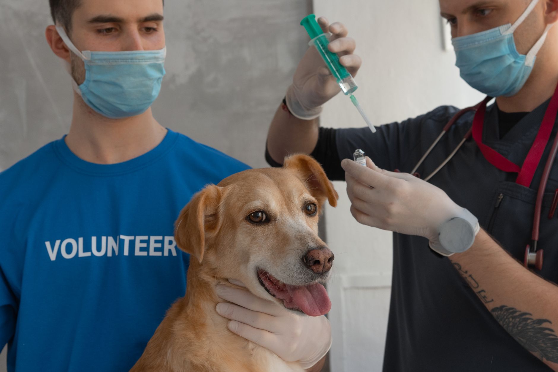 veterinarian giving dog rabies vaccine before international travel