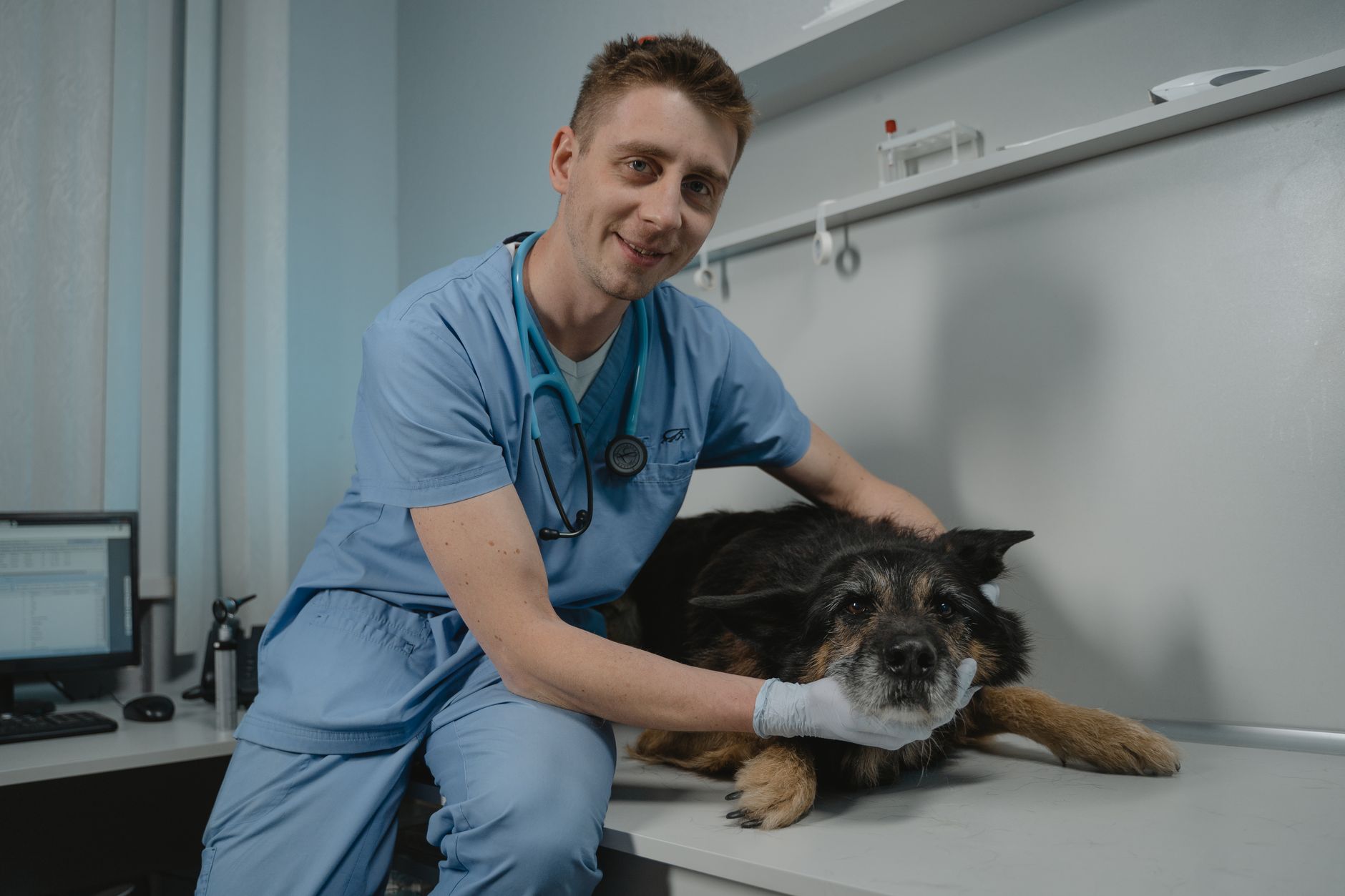 veterinarian scanning microchip hungarian shepherd clinic table