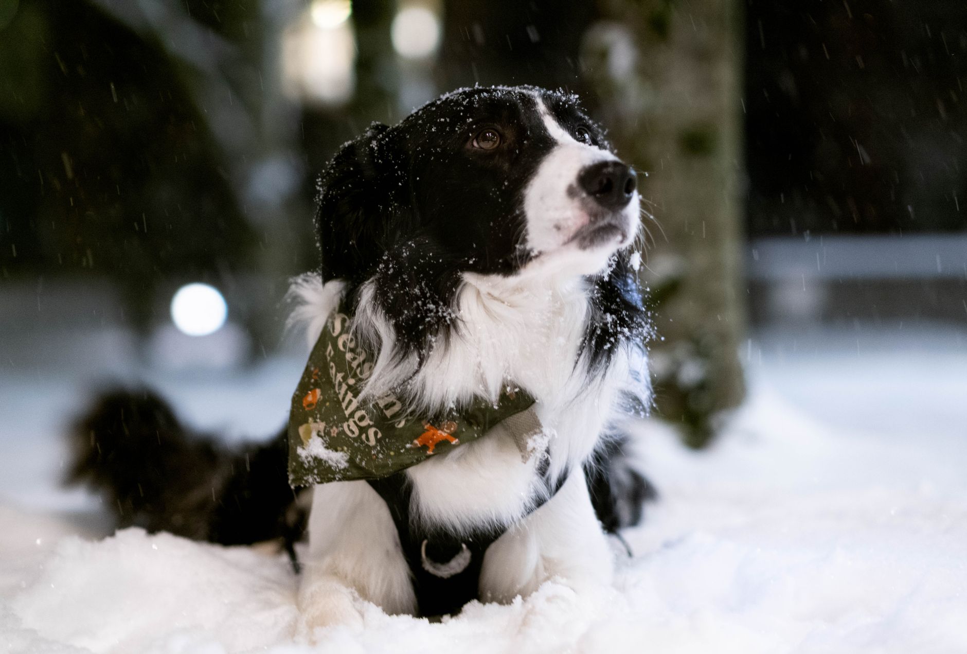 dog waiting in car at snowy canada us border booth