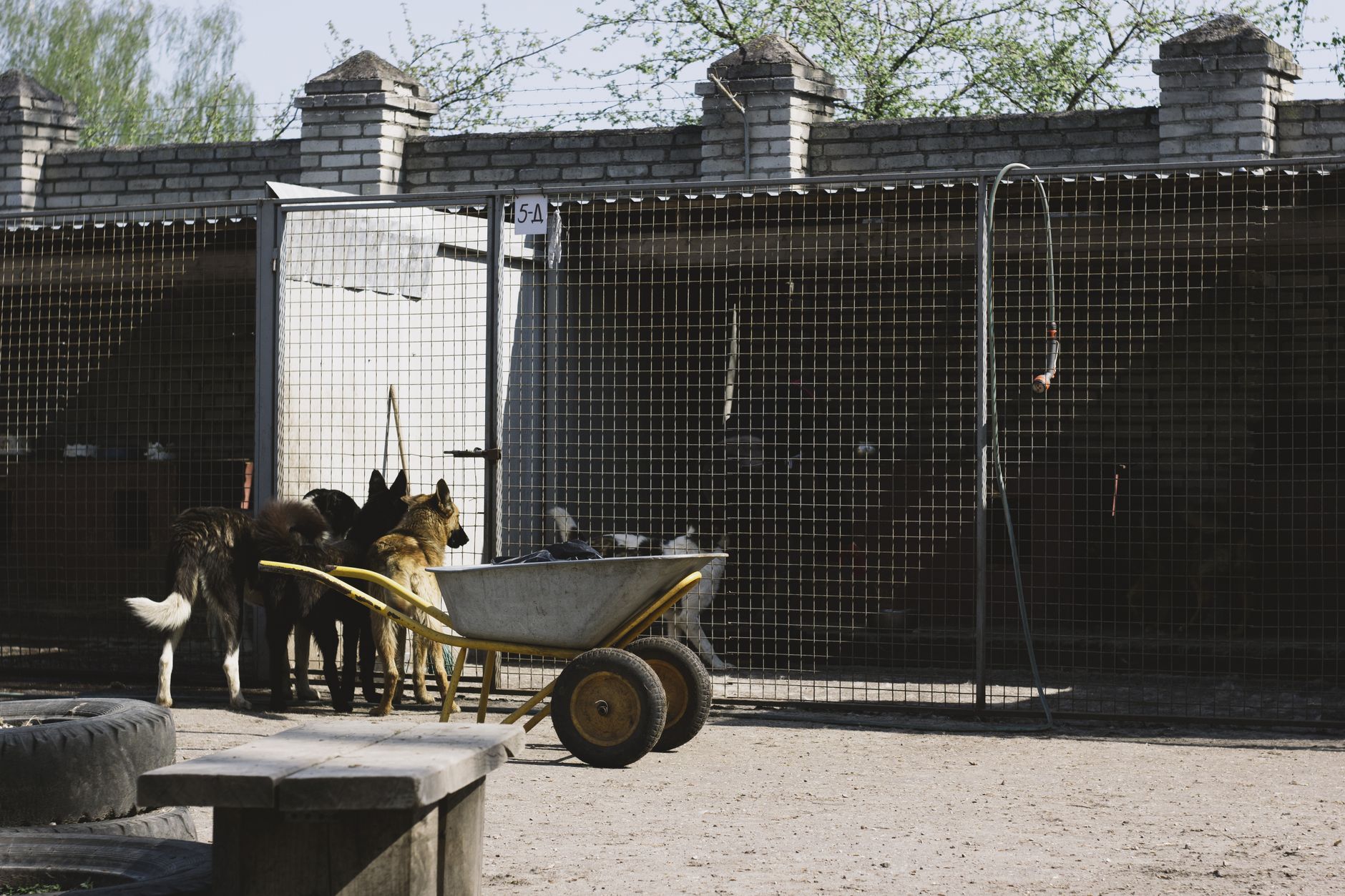 quarantine kennel facility with dog crates indoors