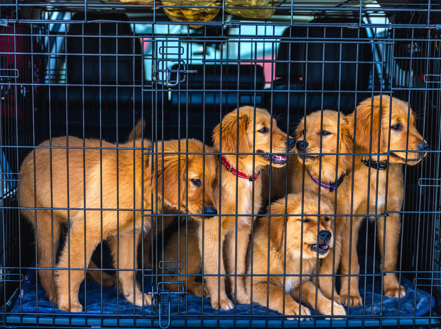 Transporting Pets: Official Rules, Shipping Options, and Relocation