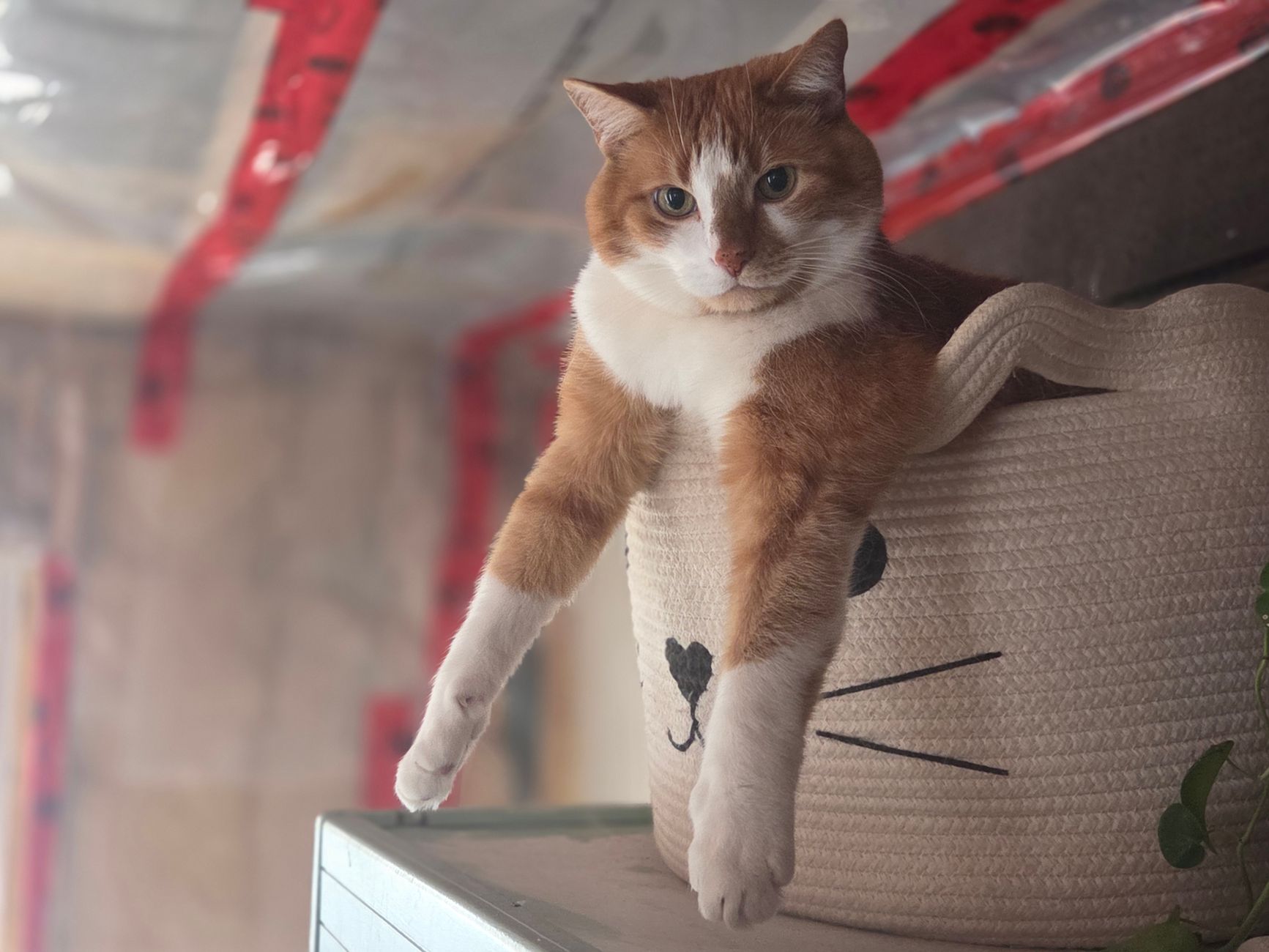 cat inside soft-sided pet carrier under airplane seat