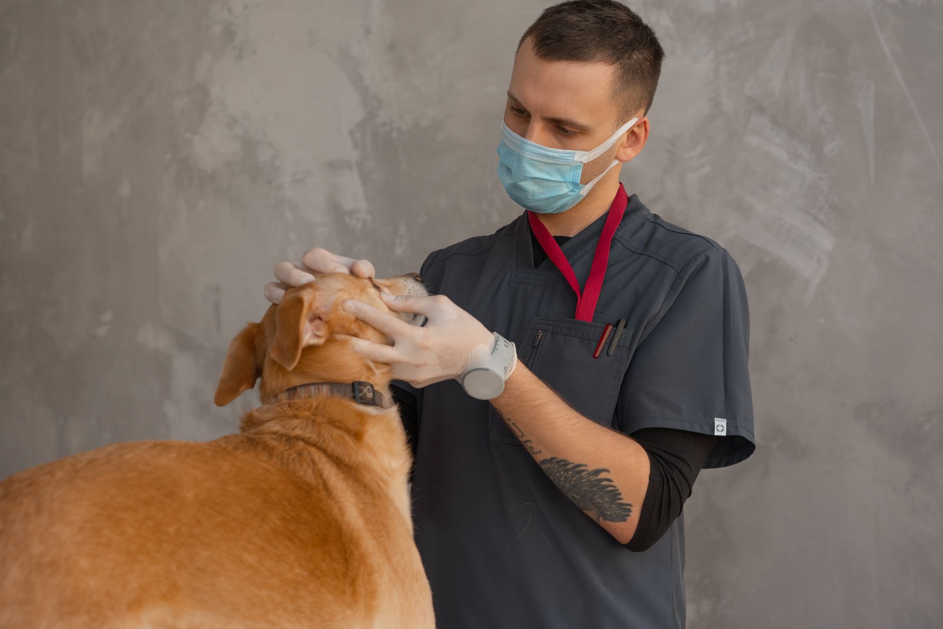 APHIS Pet Travel: USDA Health Certificates, Fees, and What Owners Need in 2026