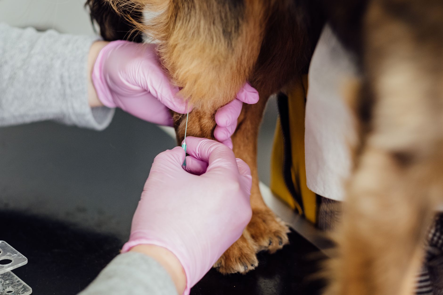 How to Get a Dog Passport: EU Pet Passport Steps and Alternatives (2026)