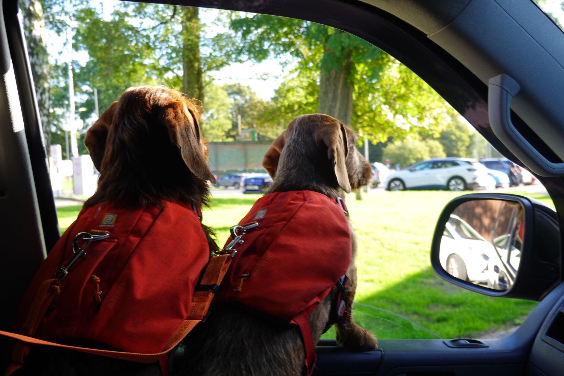 soft sided dog carrier strapped on car backseat highway trip