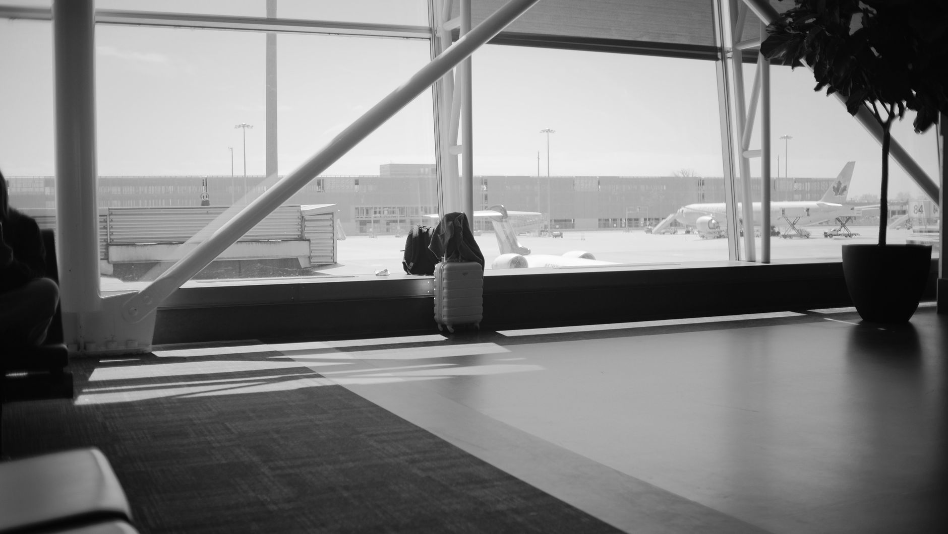 puppy peeking out of travel carrier in airport terminal waiting area