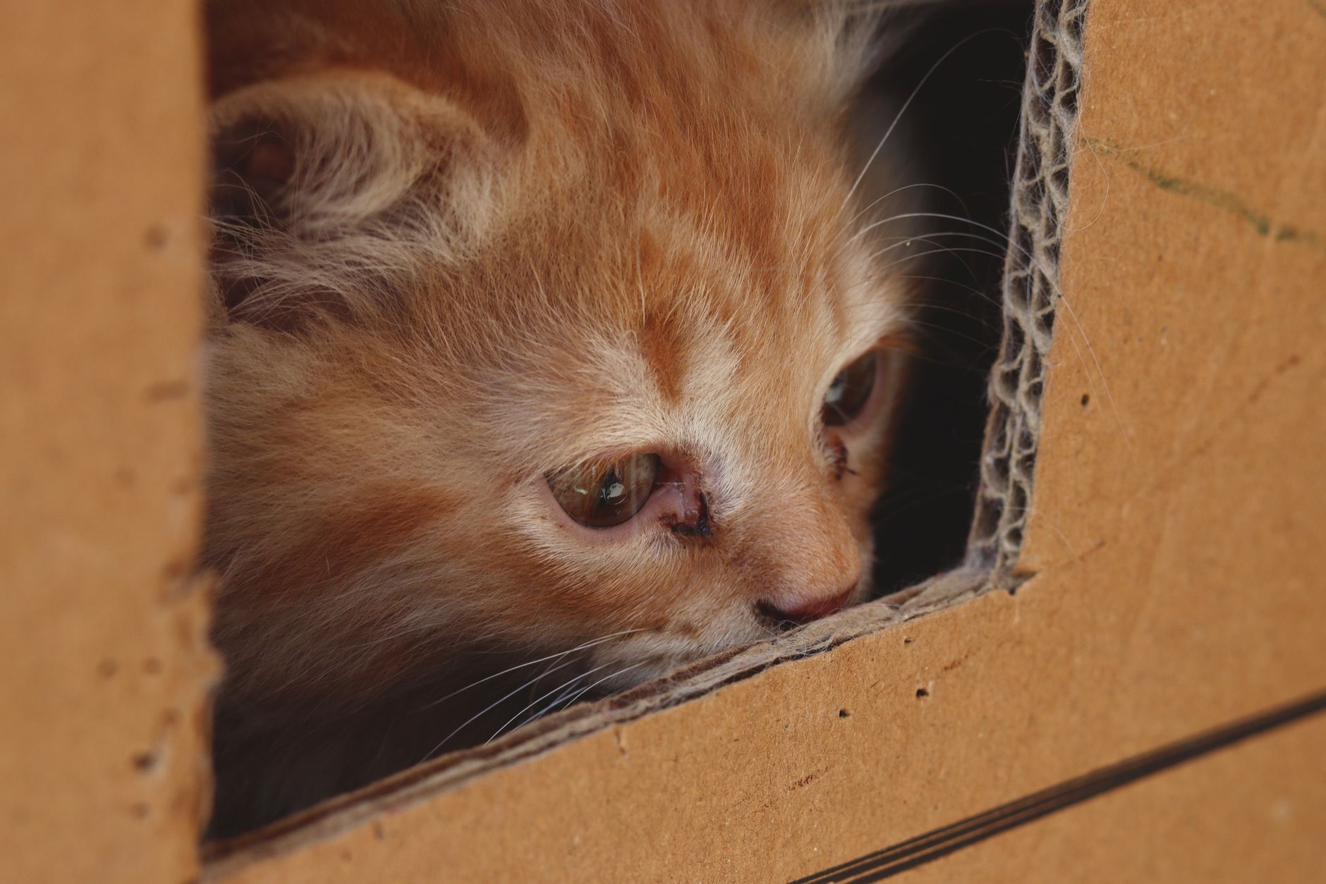 Can Cats Fly? Cabin, Cargo, and Pet Travel Rules Explained