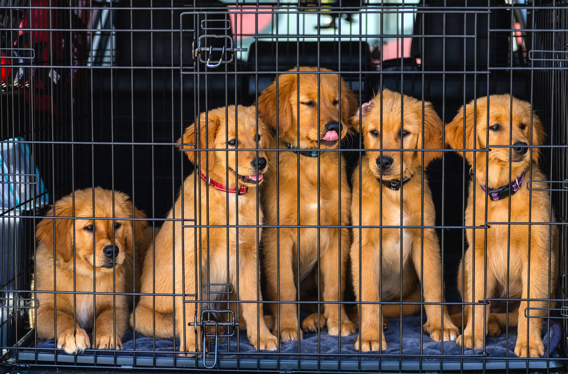 dog airline cargo crate Heathrow pet reception