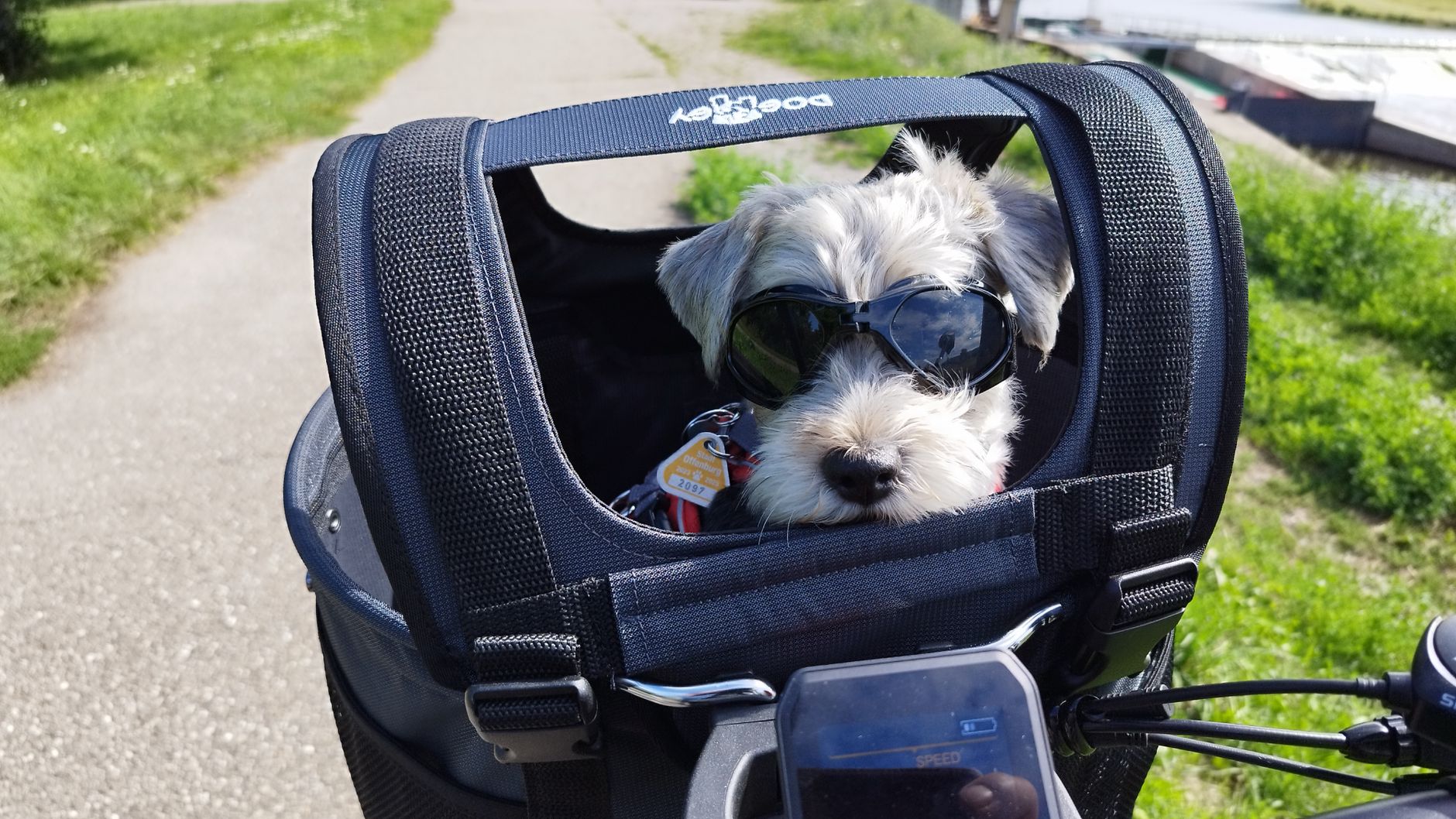 small dog inside pet carrier under airplane seat