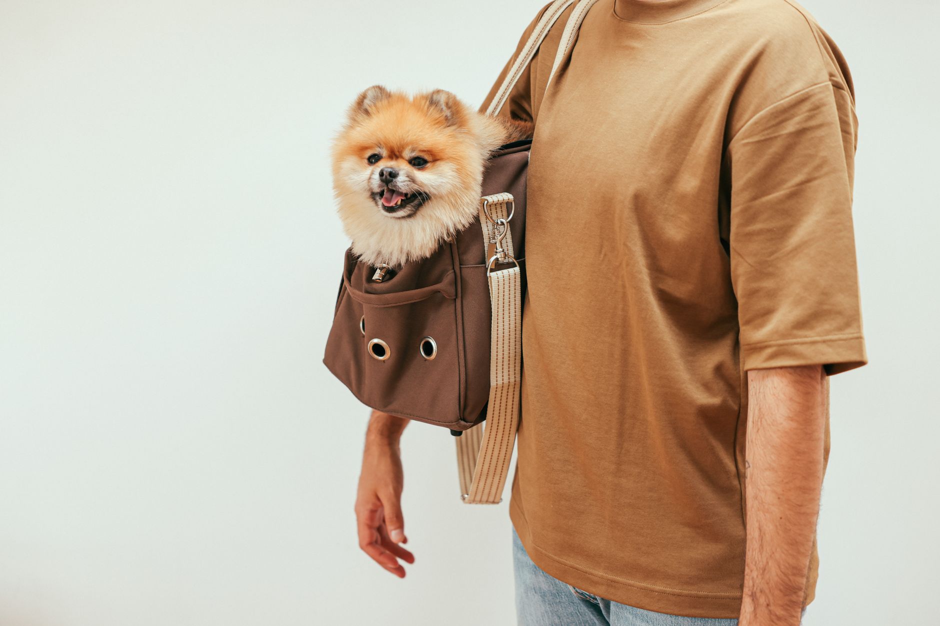 American Airlines Pet Policy 2026: Cabin, Cargo, and Fees Explained