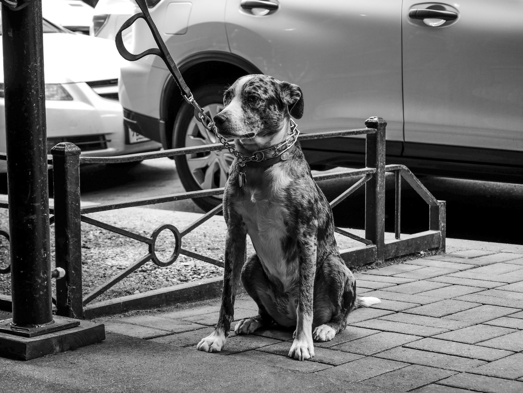 Bringing a Dog From Canada to USA: CDC and USDA Forms