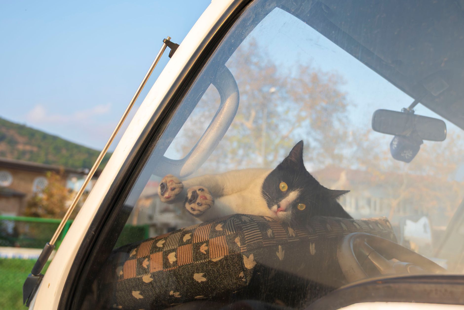 cat in carrier buckled into car back seat during road trip