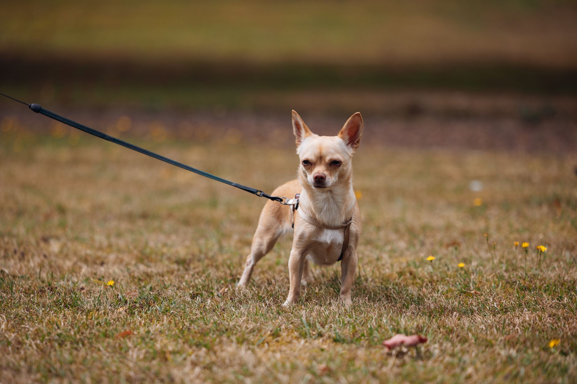 leashed small dog walking airport security checkpoint floor