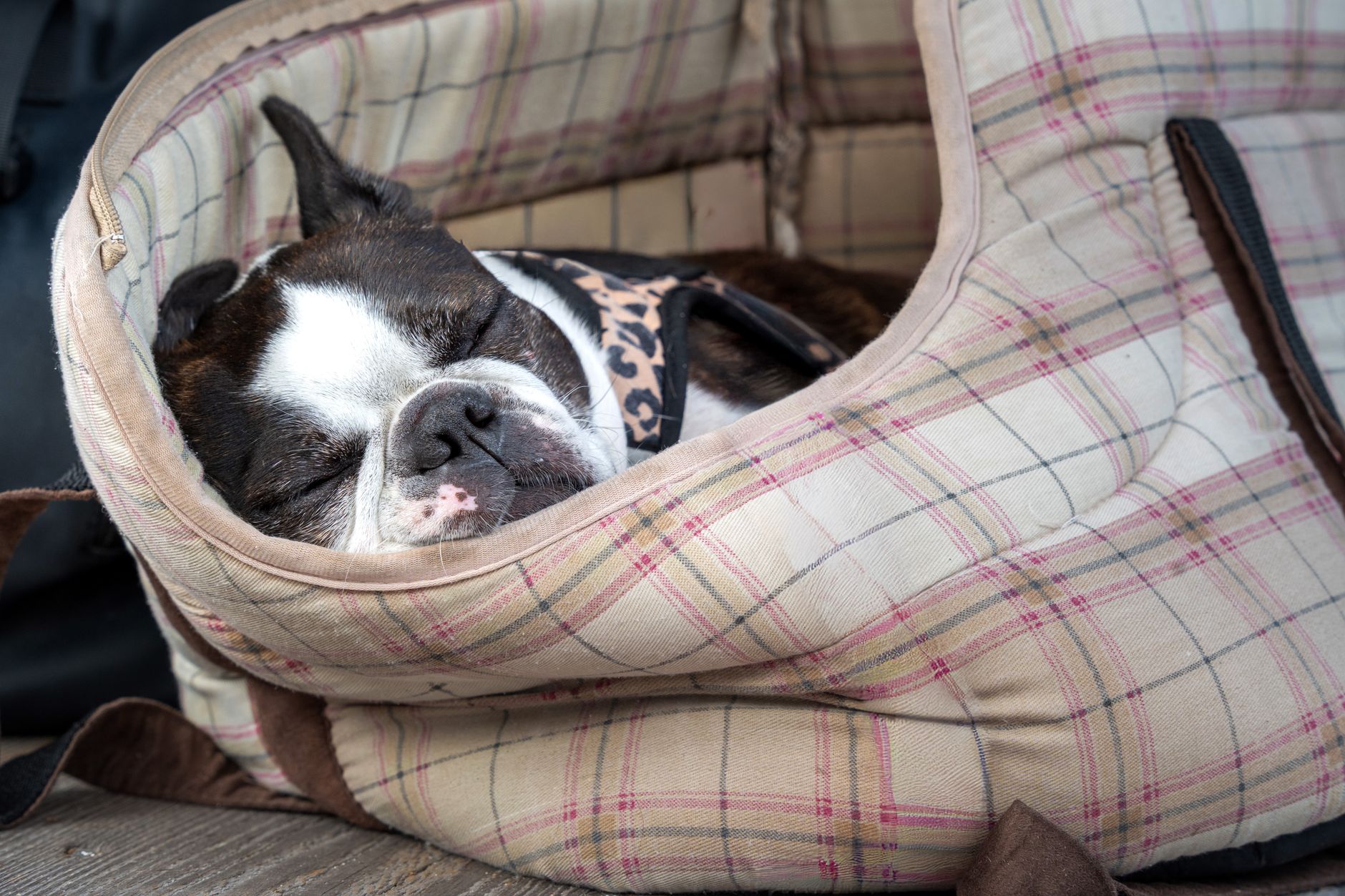 Dog Travel Bag Guide: Airline Rules, TSA Rules, and How to Choose One (2026)