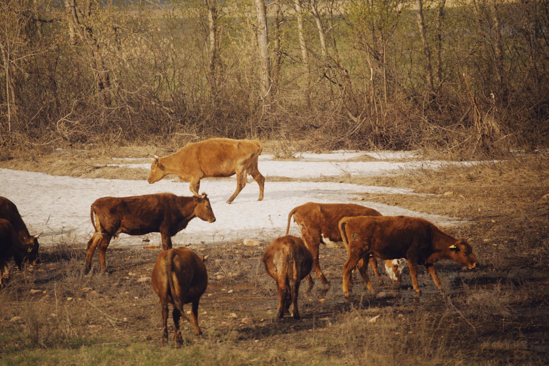 cattle ranch pasture