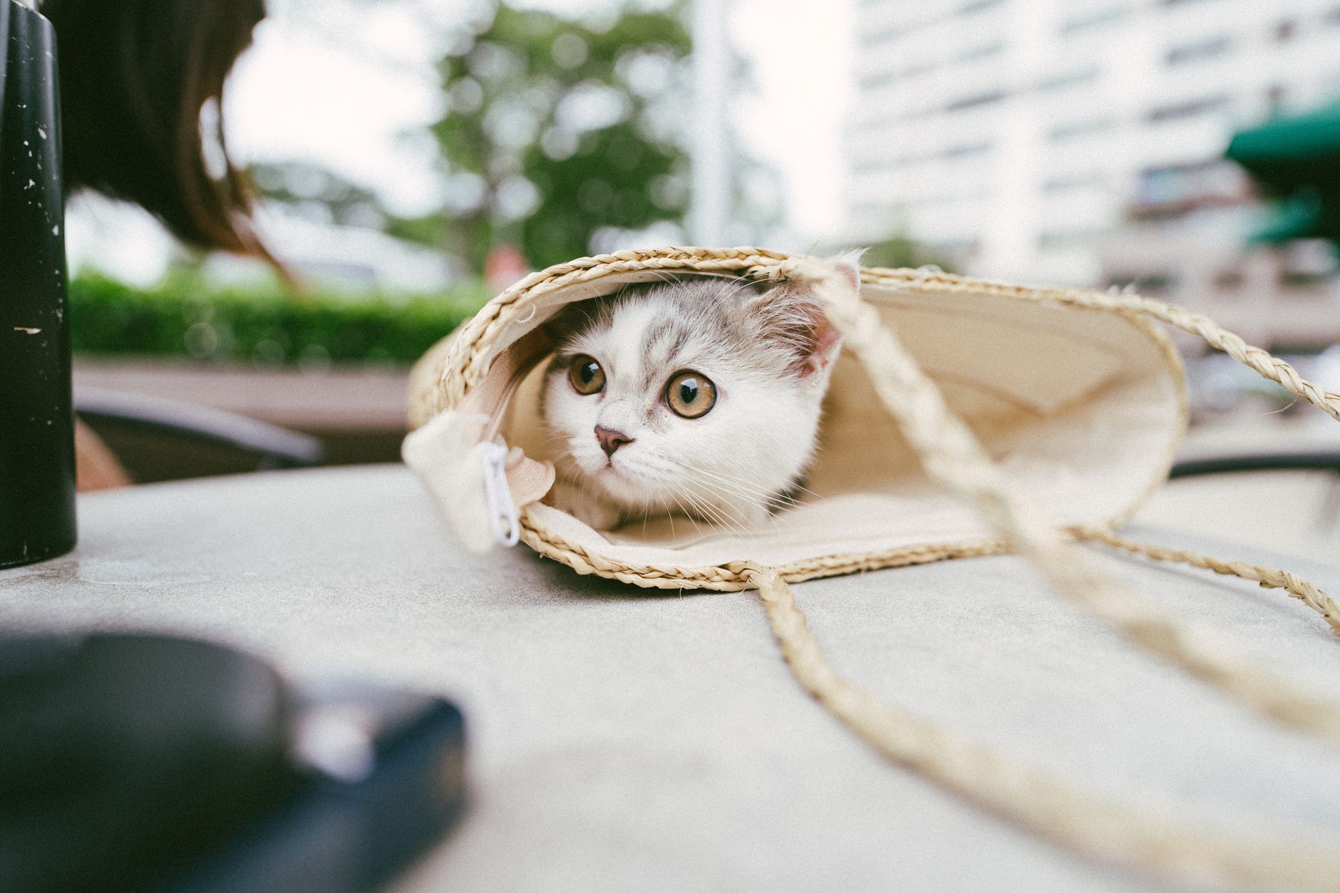 kitten peeking from travel carrier at airport gate