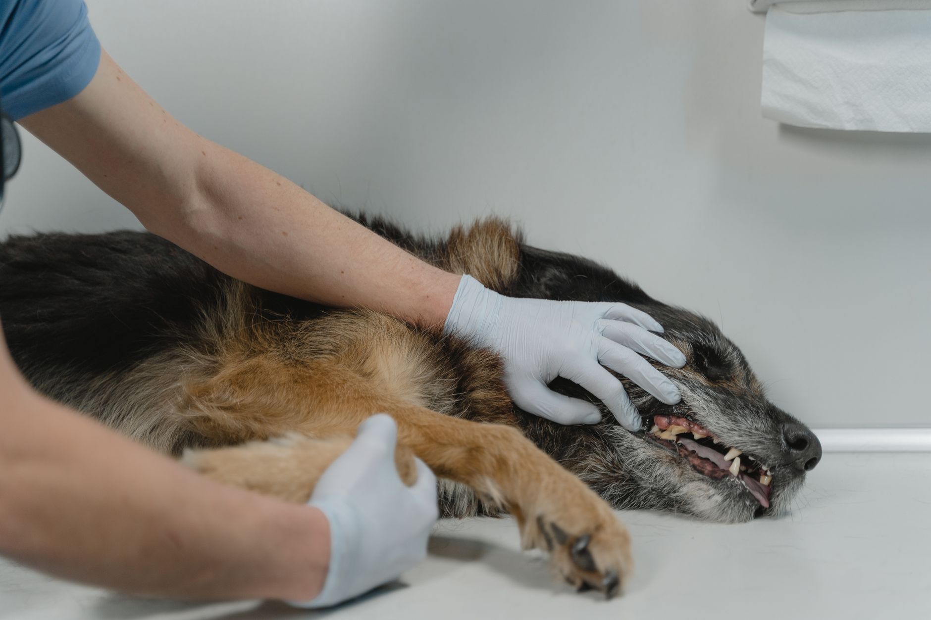 Rabies Titers Explained: FAVN Test, Thresholds & Travel Rules