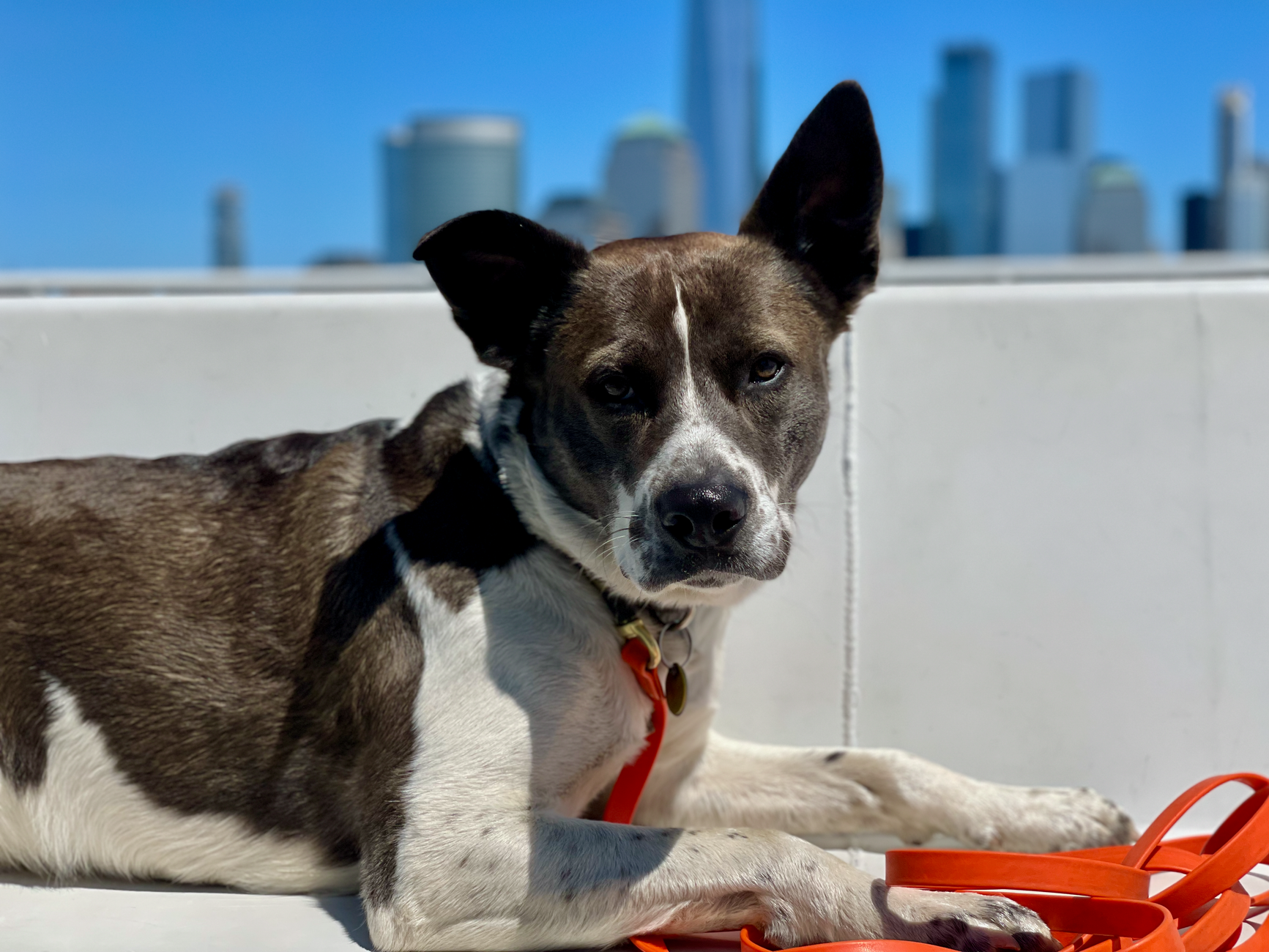 ferry check-in desk with dog leash and travel papers