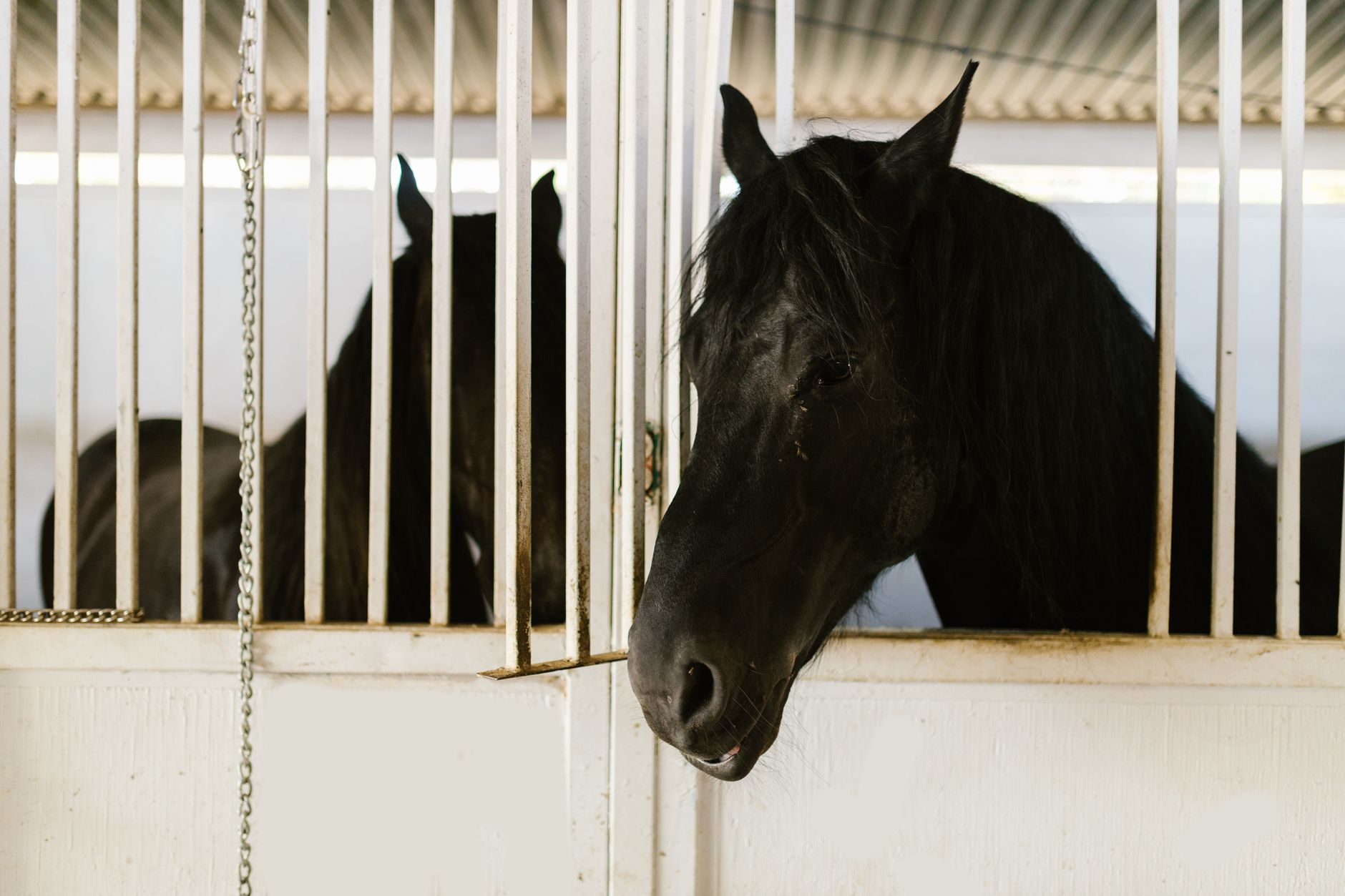 horse stall concrete quarantine barn near airport