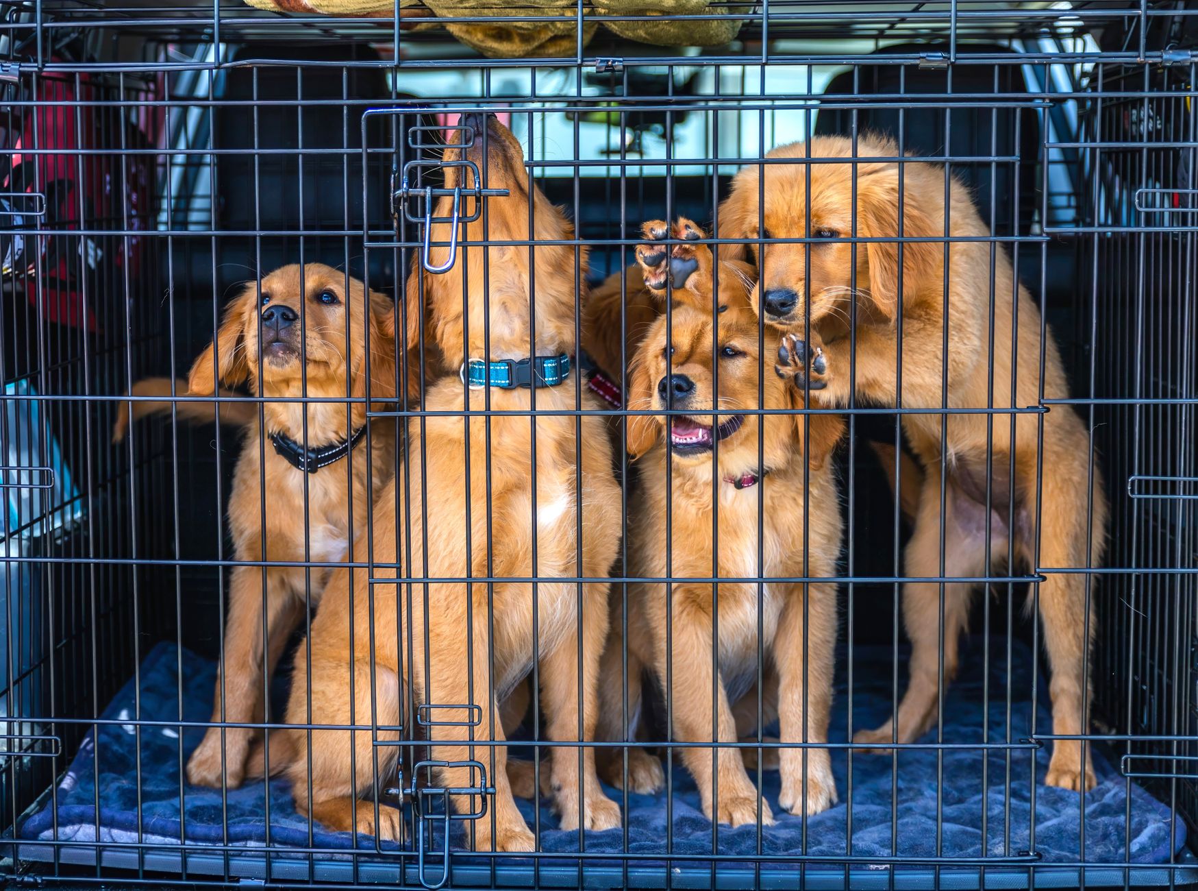 Pet Shipping Services: Costs, Requirements, and How to Choose One (2026)